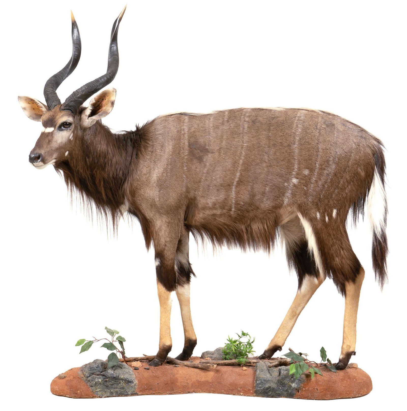Nyala Antelope Full Mount (1 of 4)