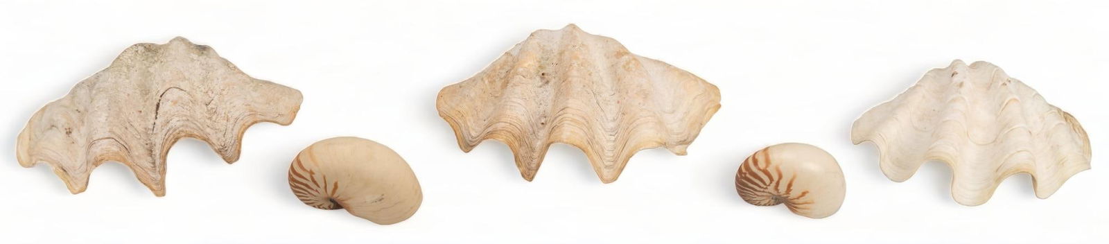 (5) Large Seashells (1 of 7)