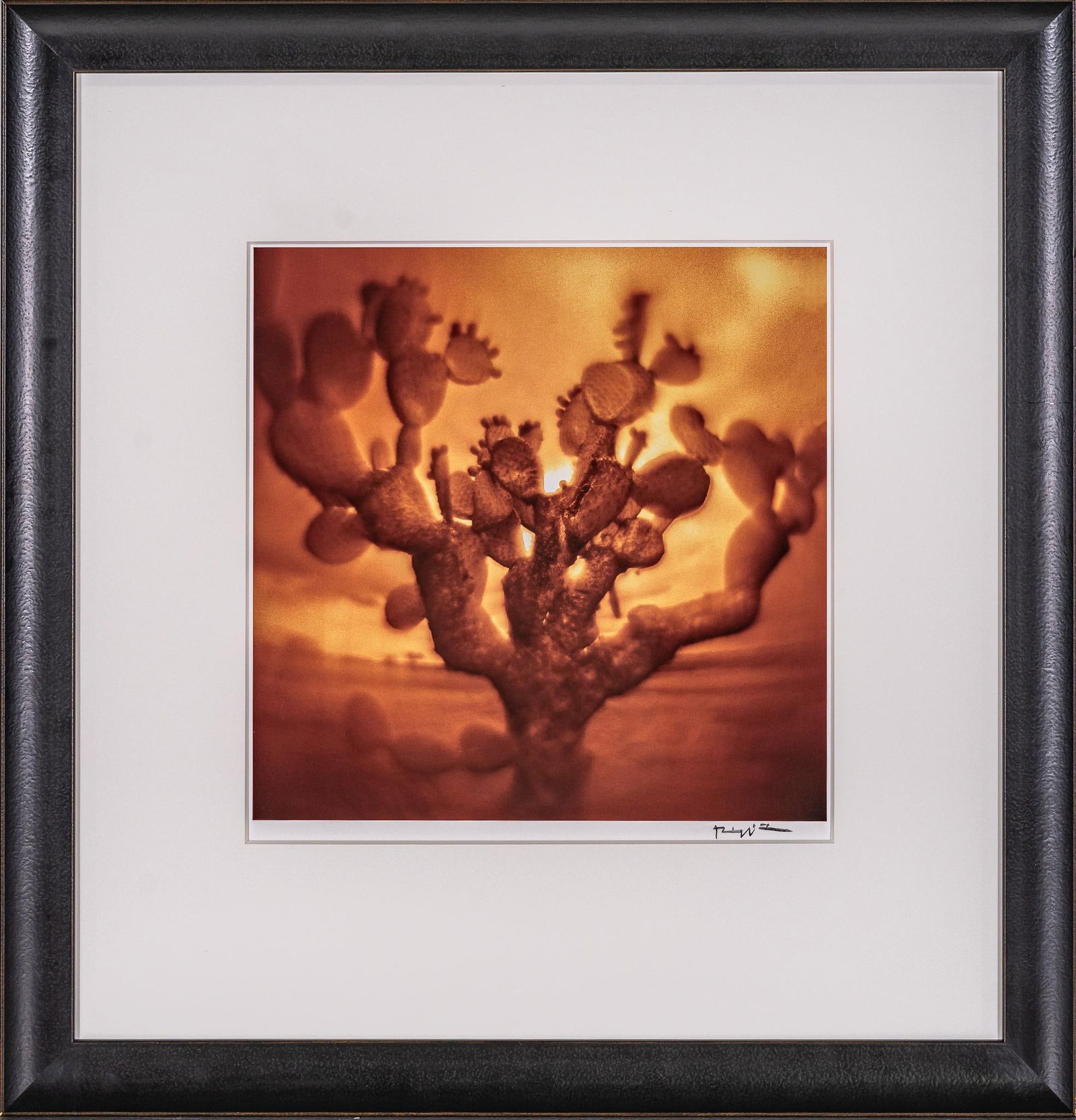 Cactus, Signed Bill Wittliff Photograph: Bill Wittliff (1940-2019, USA) cactus, 20th century photograph, framed and matted by John Scott (Austin, Texas) under museum glass, hand-signed by Bill Wittliff at bottom right sight: 14 x 14 in., fr