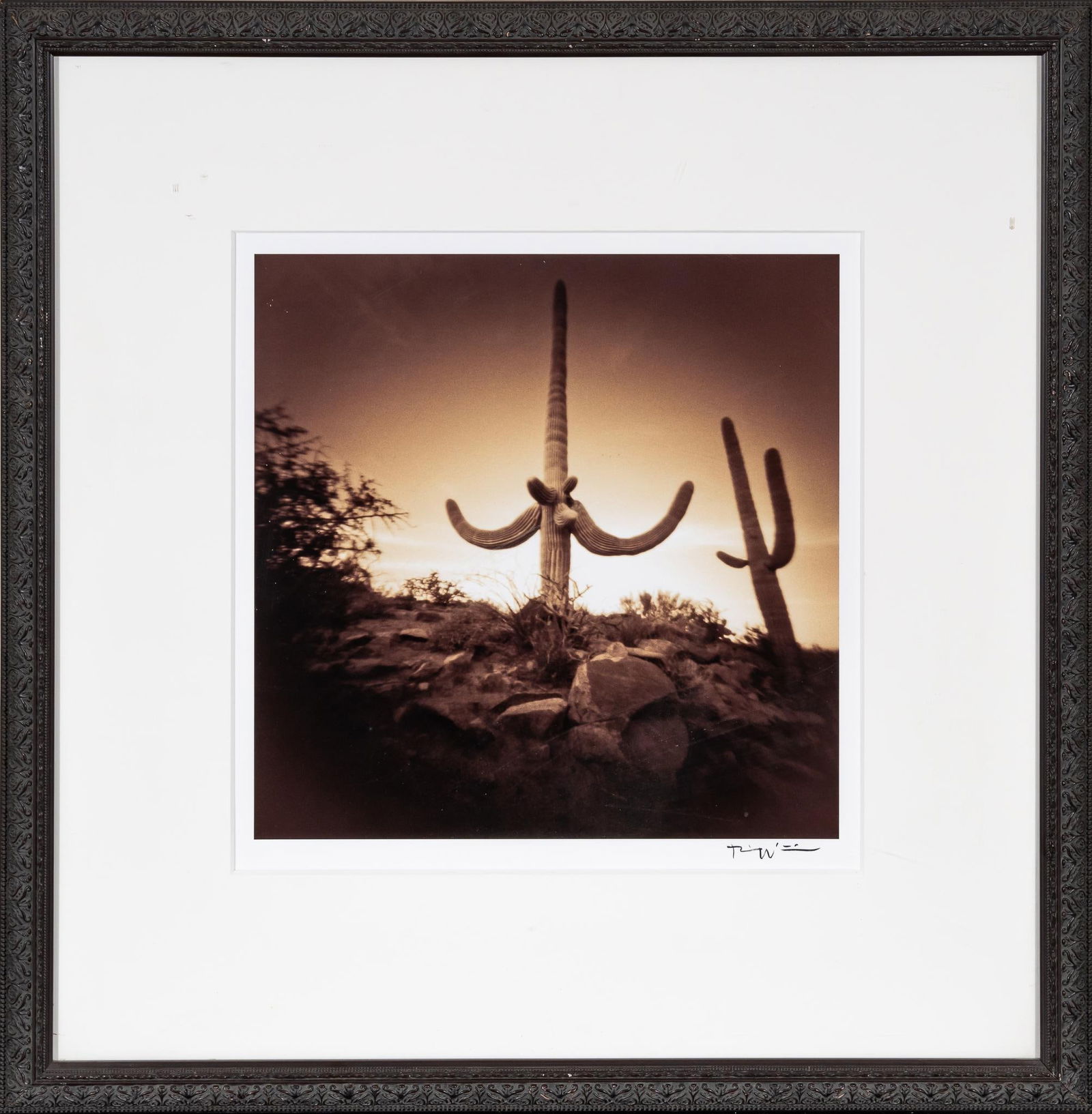 Cacti, Signed Bill Wittliff Photograph: Bill Wittliff (1940-2019, USA) cacti, 20th century photograph depicting titanic sized cacti, framed and matted by John Scott (Austin, Texas) under museum glass, sepia-toned, hand-signed by Bill Wittli