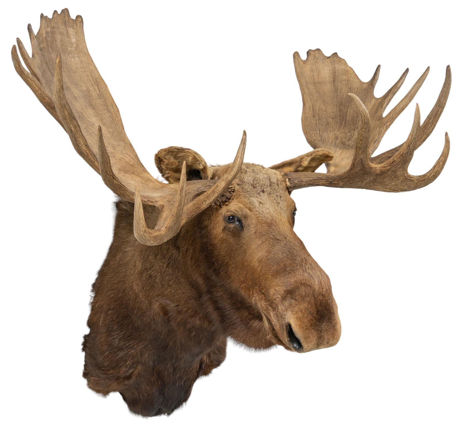 Alaskan Moose Shoulder Mount Taxidermy: Alaskan moose shoulder mount taxidermy height 60 in. x width 62 in. x depth 48 in. Provenance: Property from an Bainbridge, Washington collection We happily provide seamless shipping services on ev