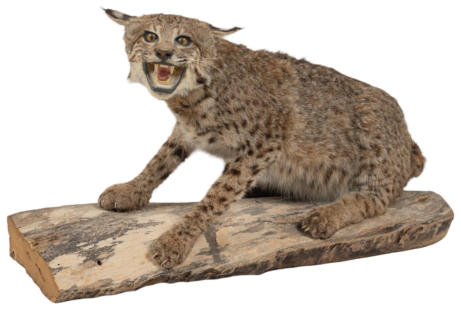 Bobcat Taxidermy Display: Bobcat taxidermy display, full size, supported on log height 17 in. x width 31 in. x depth 7 in. Provenance: Property from a large home in the Dominion neighborhood of San Antonio, Texas We happily pr