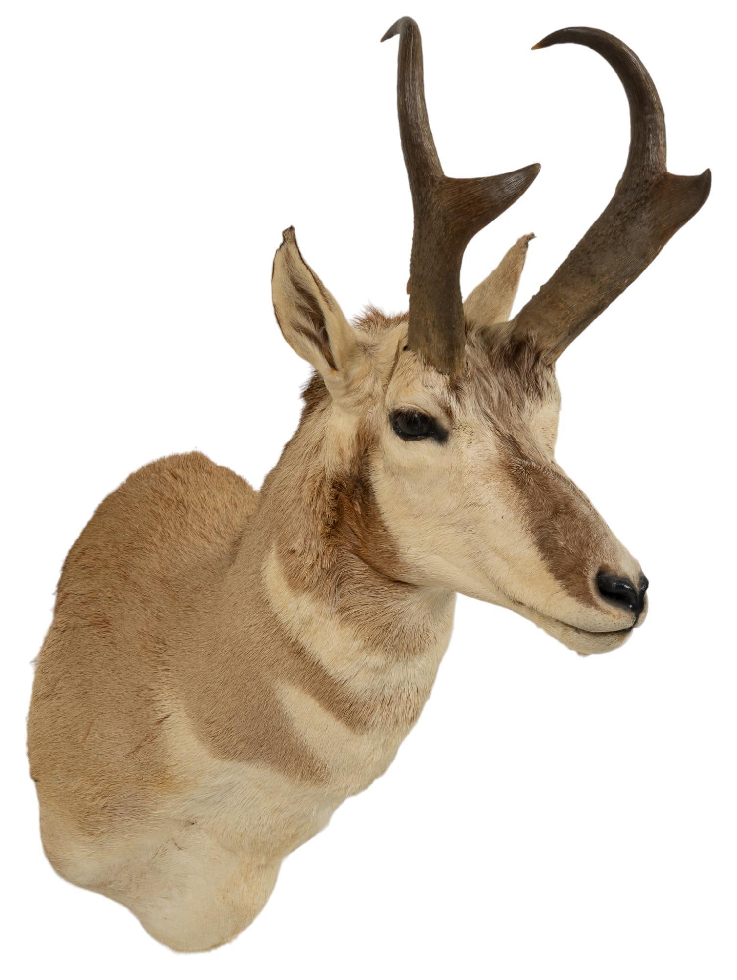 Pronghorn Antelope Taxidermy Mount: Pronghorn Antelope taxidermy wall mount height 30 in. x width 11 in. x depth 23 in. Provenance: Property from a San Antonio, Texas trophy collection We happily provide seamless shipping services on ev
