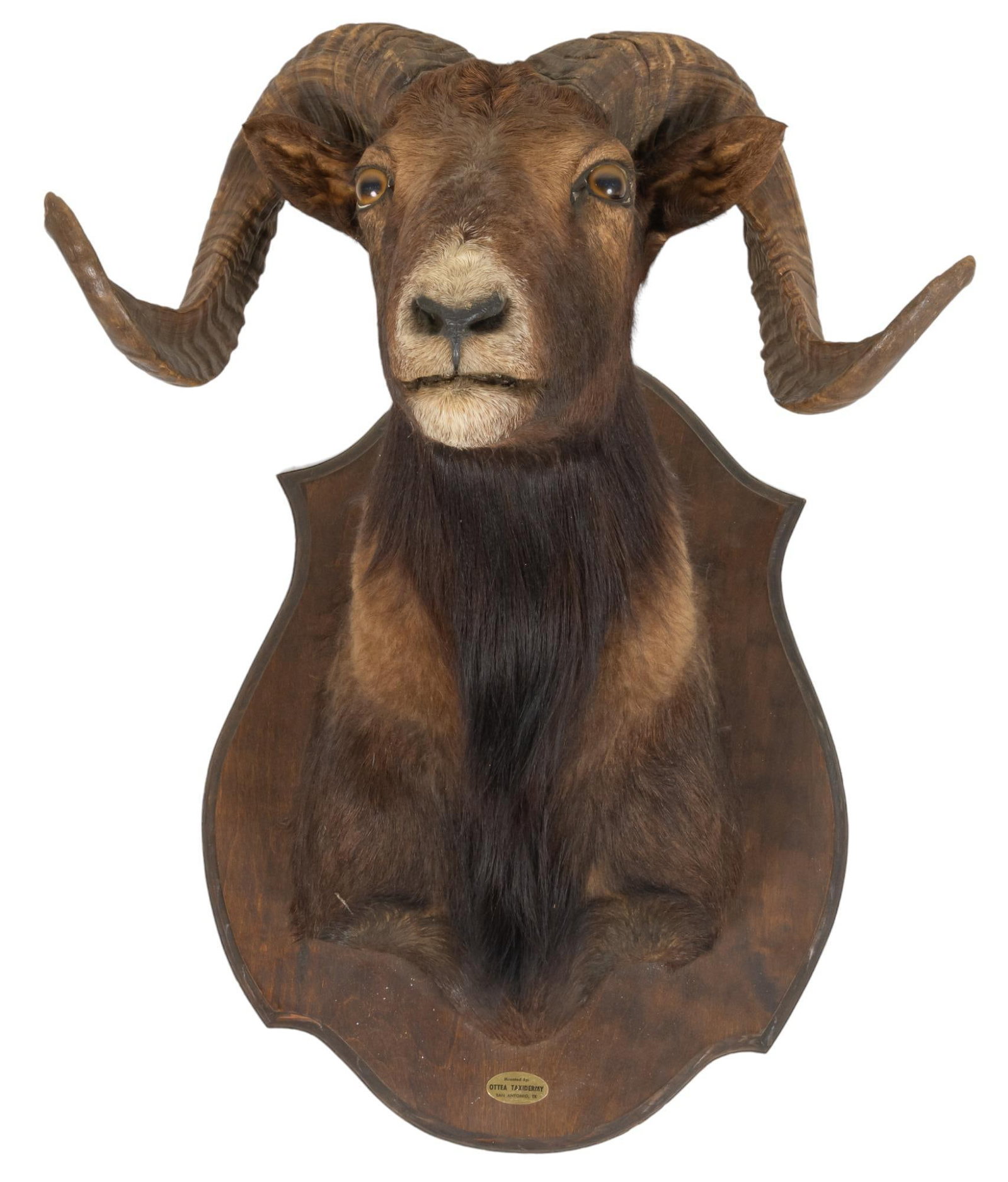 Mouflon Ram Shoulder Mount Taxidermy: Mouflon ram shoulder mount taxidermy height 22 in. x width 19 in. x depth 20 in. Provenance: Property from a Spring, Texas collection We happily provide seamless shipping services on everything we sel