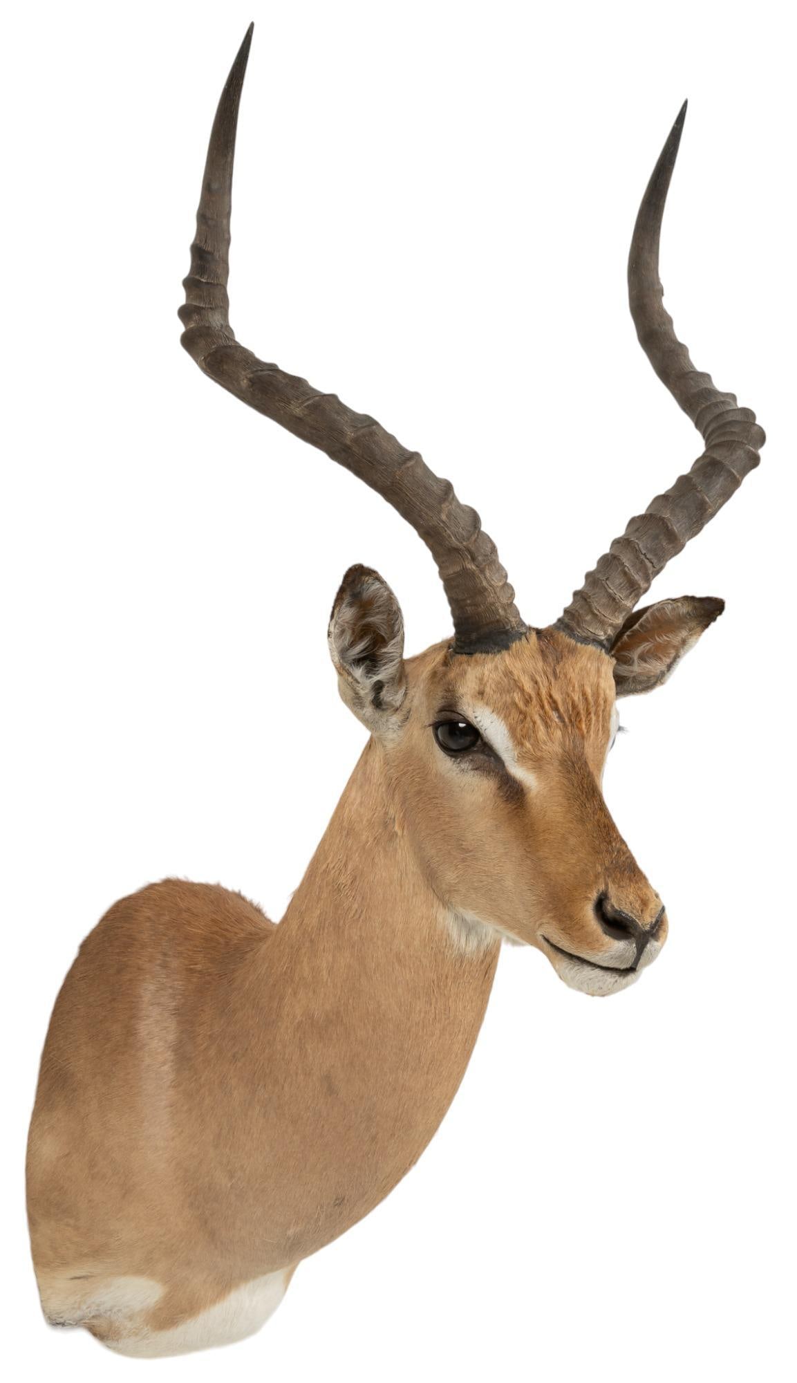 Impala Shoulder Mount Taxidermy: Impala shoulder mount taxidermy height 38 in. x width 16 in. x depth 19 in. Provenance: Property from the estate of John Klauss, Boerne, Texas We happily provide seamless shipping services on everythi