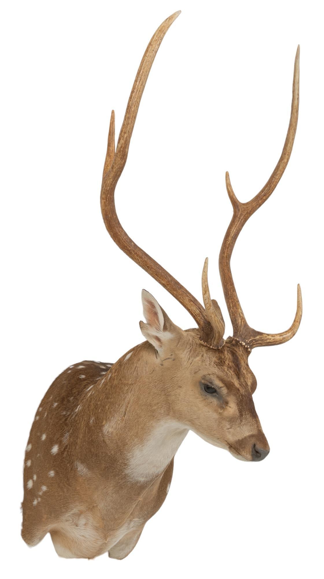 Axis Deer Shoulder Mount Taxidermy: Axis deer shoulder mount taxidermy height 44 in. x width 24 in. x depth 28 in. Provenance: Property from a San Antonio, Texas trophy collection We happily provide seamless shipping services on everyth