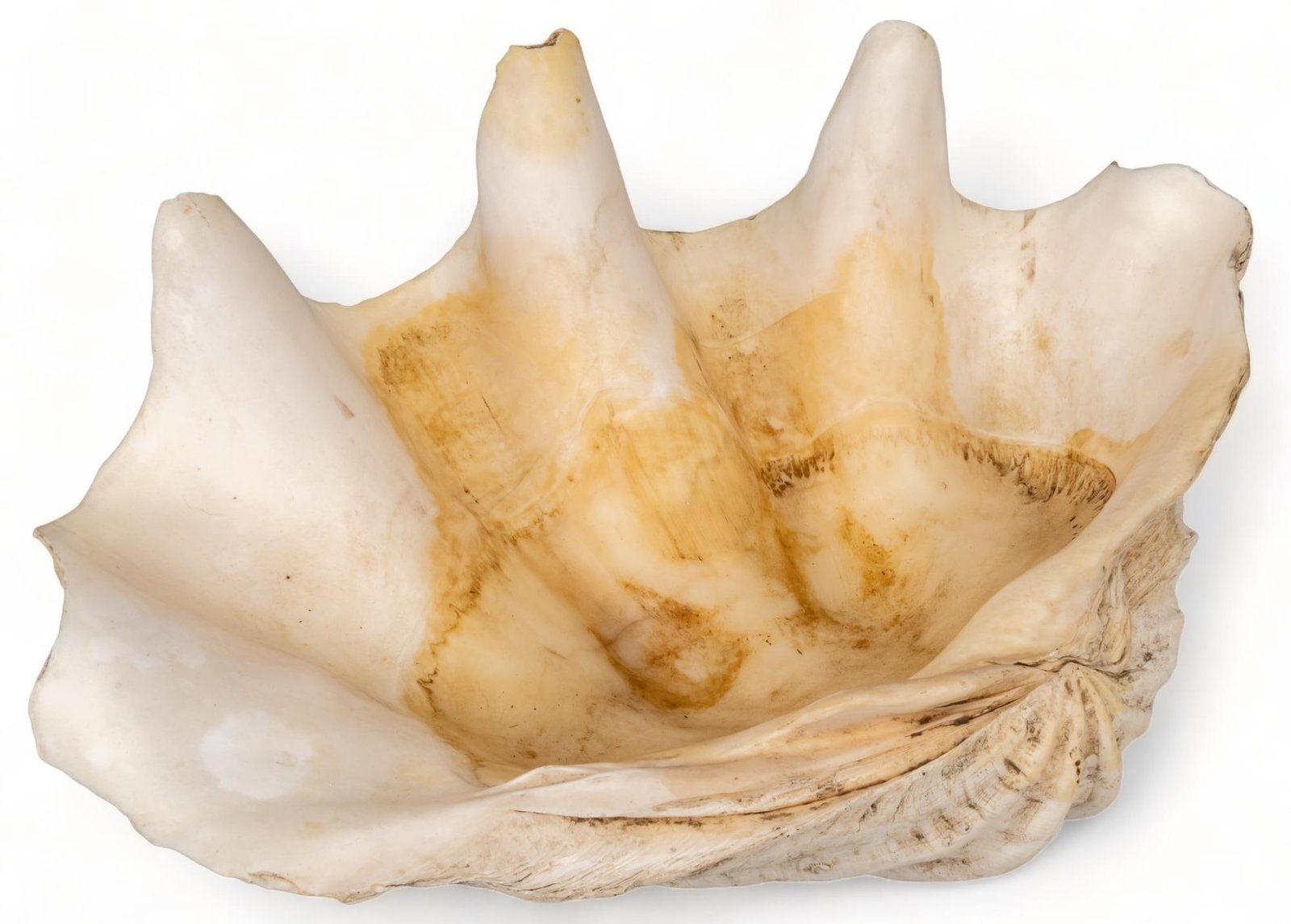 Giant Clam Shell: Giant clam shell specimen height 8 in. x width 17 in. x depth 11 in. Provenance: Property from a large historic home in the Castle Hills neighborhood of San Antonio, Texas We happily provide seamless 