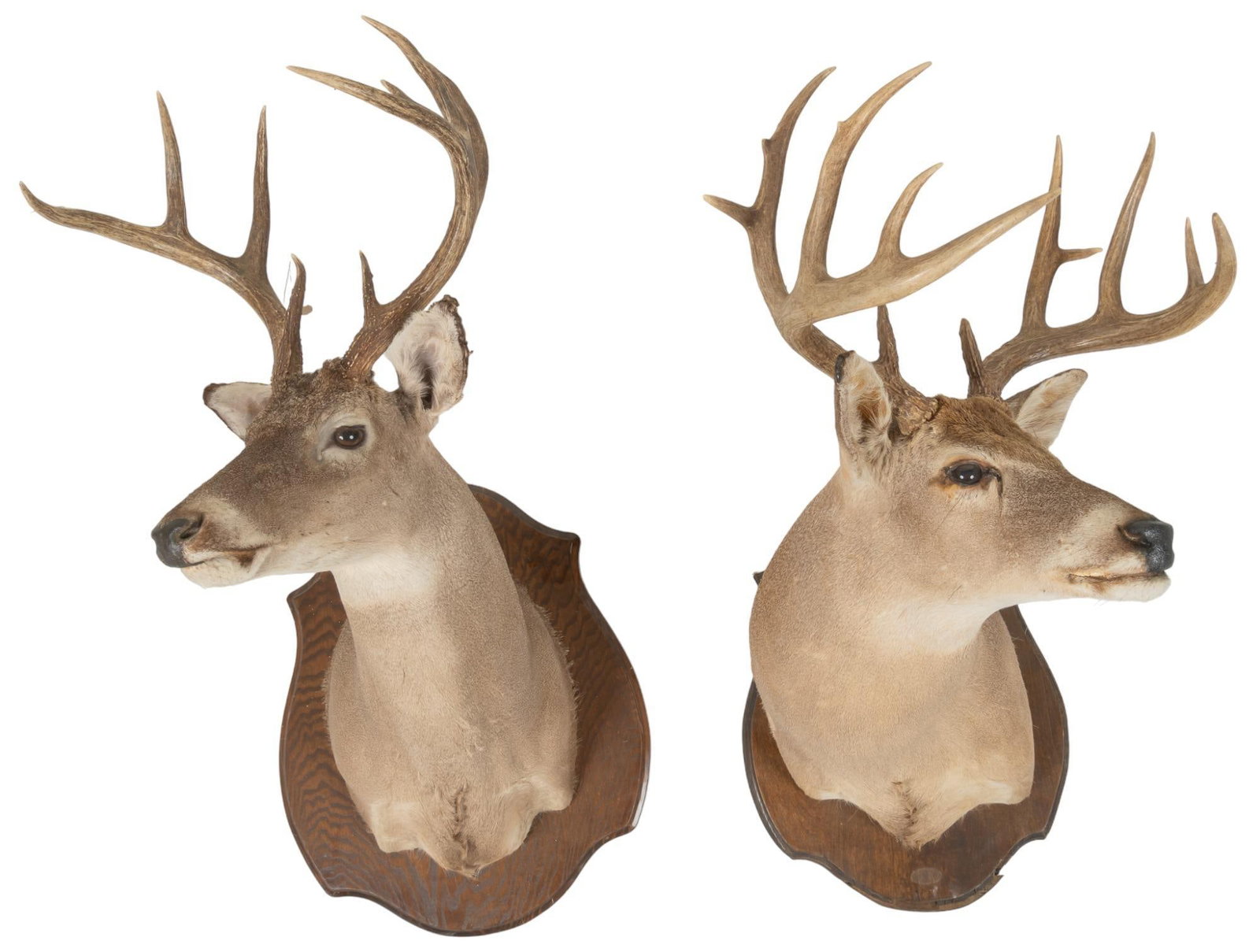 (2) Whitetail Deer Shoulder Mount Taxidermy: Two (2) whitetail deer shoulder mount taxidermy, on wood height 32 in. x width 20 in. x depth 29 in. Provenance: Property from a Spring, Texas collection We happily provide seamless shipping services 