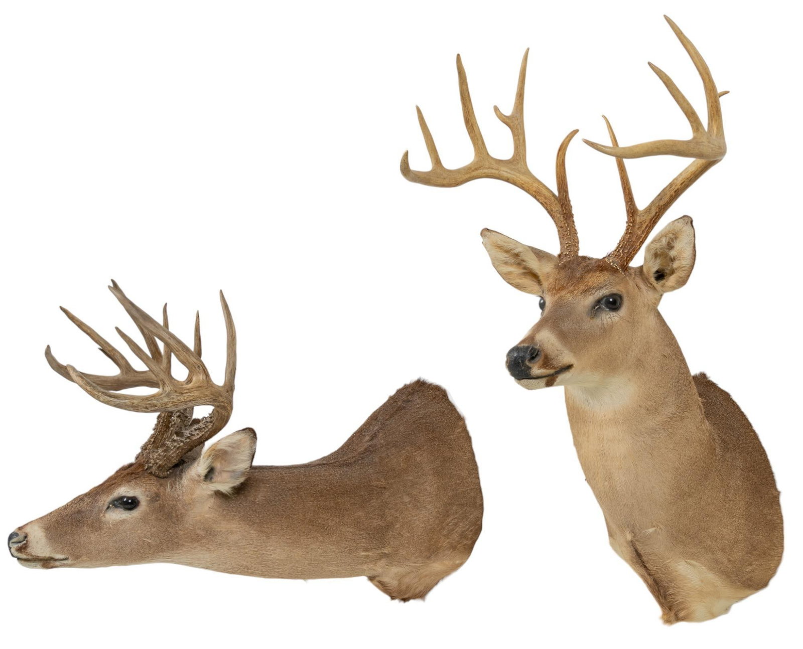 Pair of Whitetail Deer Taxidermy Shoulder Mounts: Pair of whitetail deer taxidermy wall mounts height 36 in. x width 18 in. x depth 23 in. Provenance: Property from a Corpus Christi, Texas collection We happily provide seamless shipping services on e
