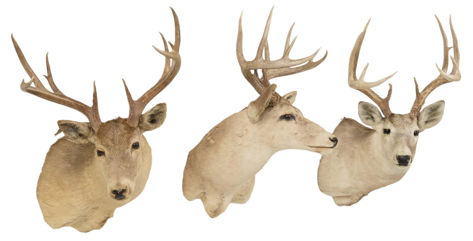 (3) Deer Taxidermy Mounts: Three deer taxidermy wall mounts height 34 in. x width 19 in. x depth 27 in. / largest Provenance: Property from a San Antonio, Texas trophy collection We happily provide seamless shipping services on