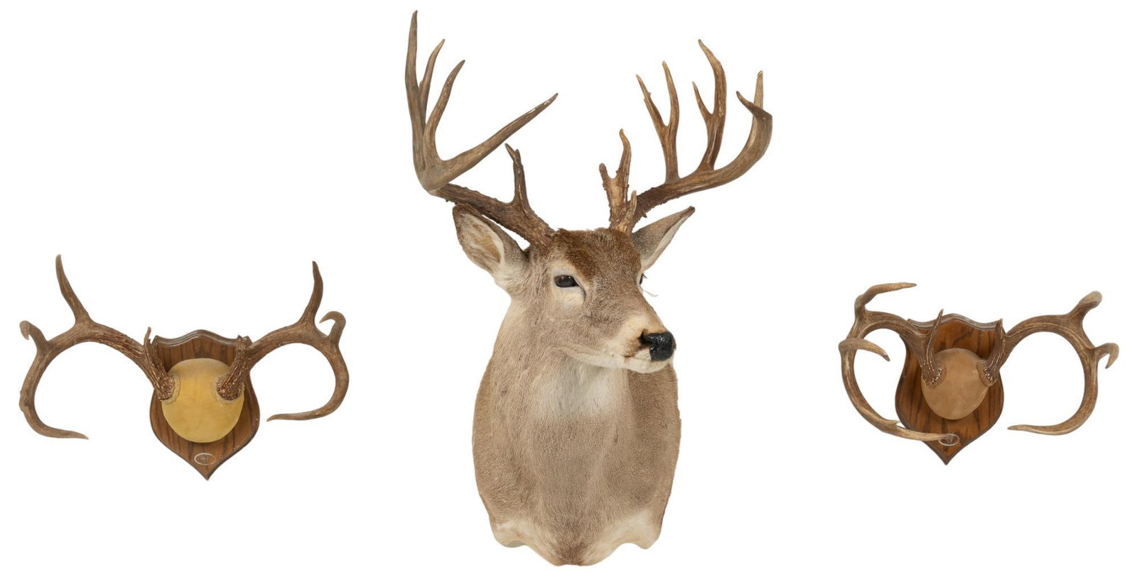 (3) Whitetail Deer Shoulder Mount Taxidermy and Antler Mounts: Three (3) whitetail deer shoulder mount taxidermy and antler mounts, on wood height 38 in. x width 21 in. x depth 27 in. Provenance: Property from the estate of John Klauss, Boerne, Texas We happily p