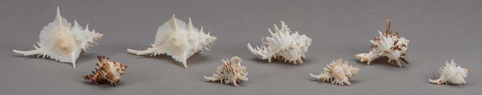 (8) Assorted Murex Shells (1 of 5)