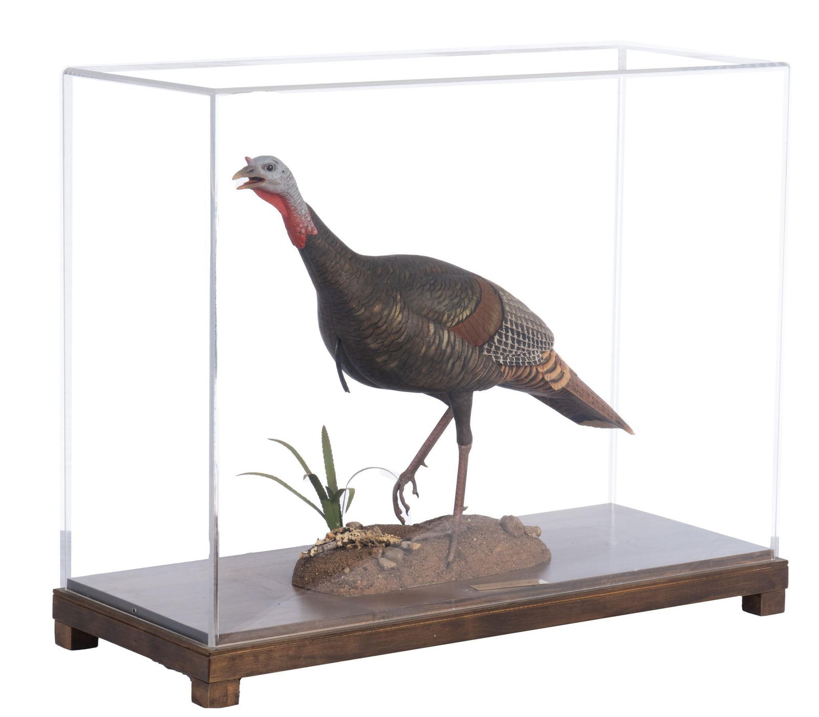 'Young Tom Gobblin' Hand-Carved Turkey Display (1 of 6)