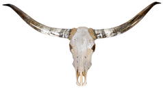 Longhorn Skull Mount Display