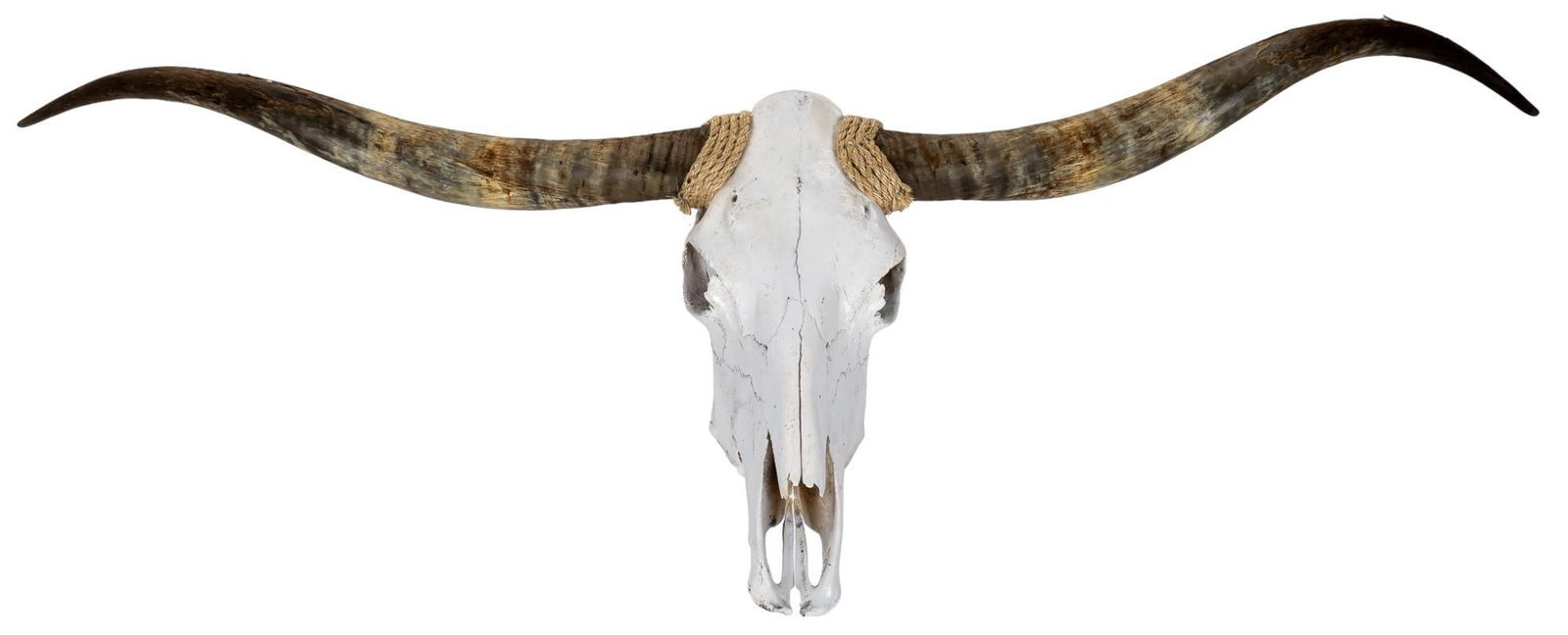 Longhorn Skull Mount Display (1 of 5)