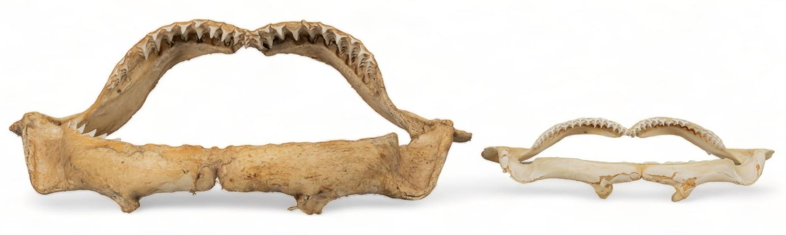 (2) Bull Shark and Tiger Shark Jaws (1 of 7)