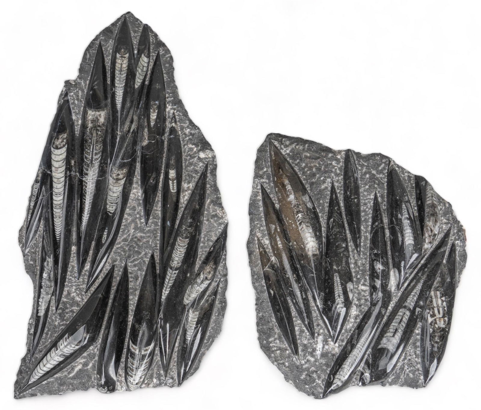 (2) Fossilized Orthoceras Squid Slabs (1 of 6)