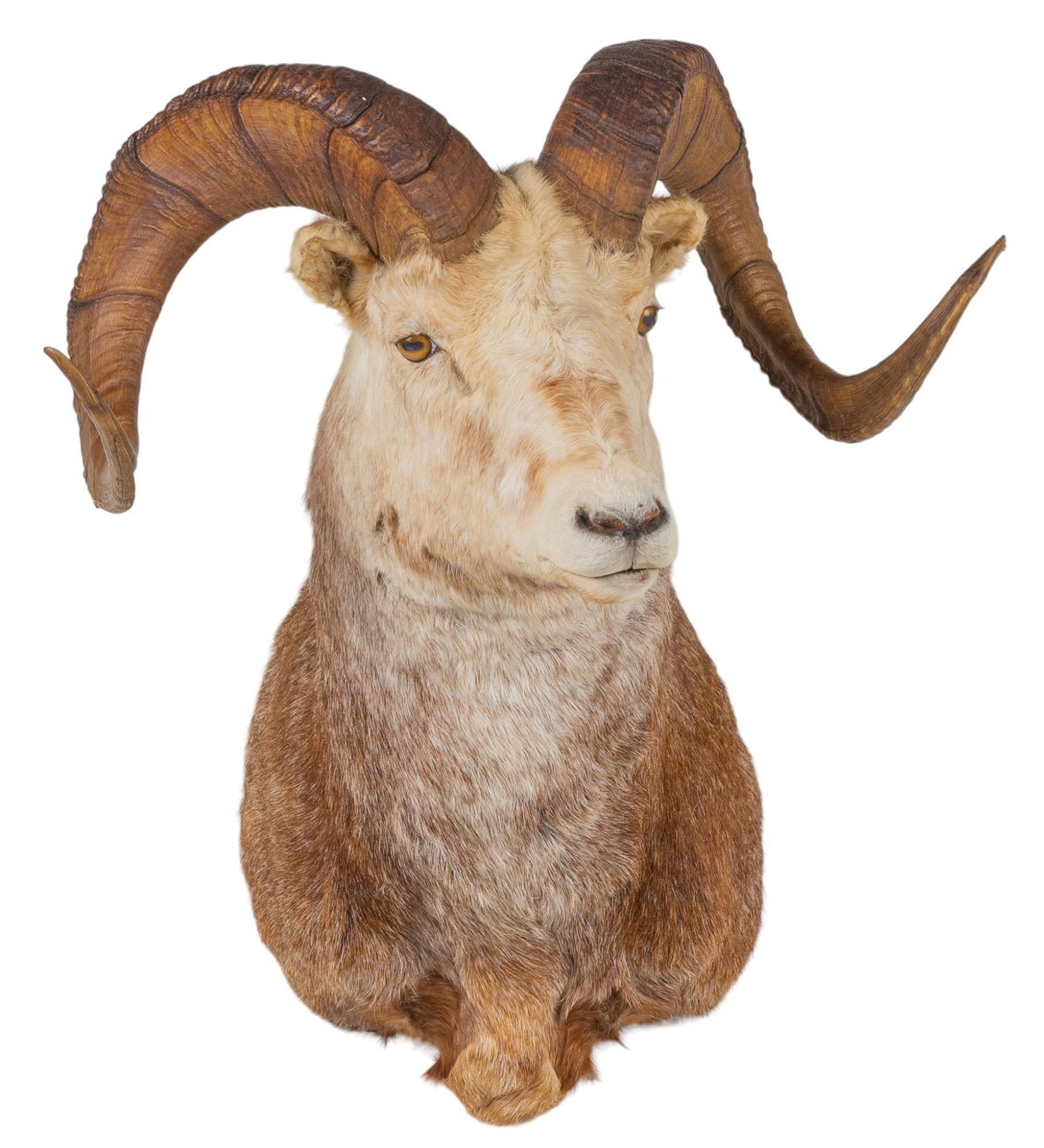 Stone Sheep Ram Shoulder Mount (1 of 4)