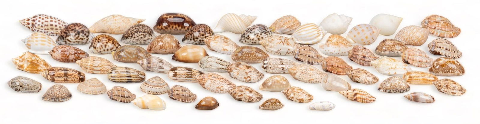 Assorted Seashells (1 of 7)