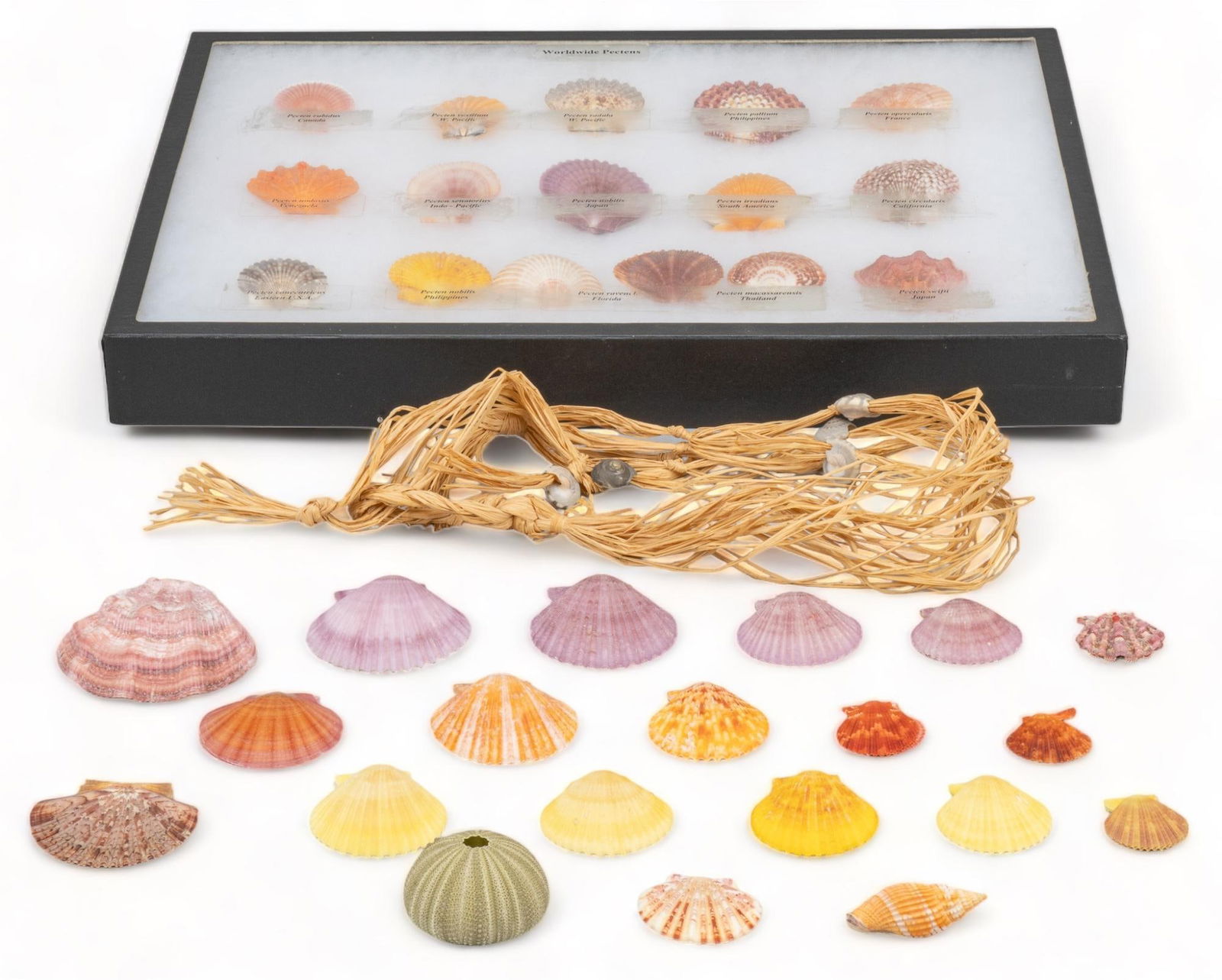 Assorted Pecten Shell Specimen (1 of 8)