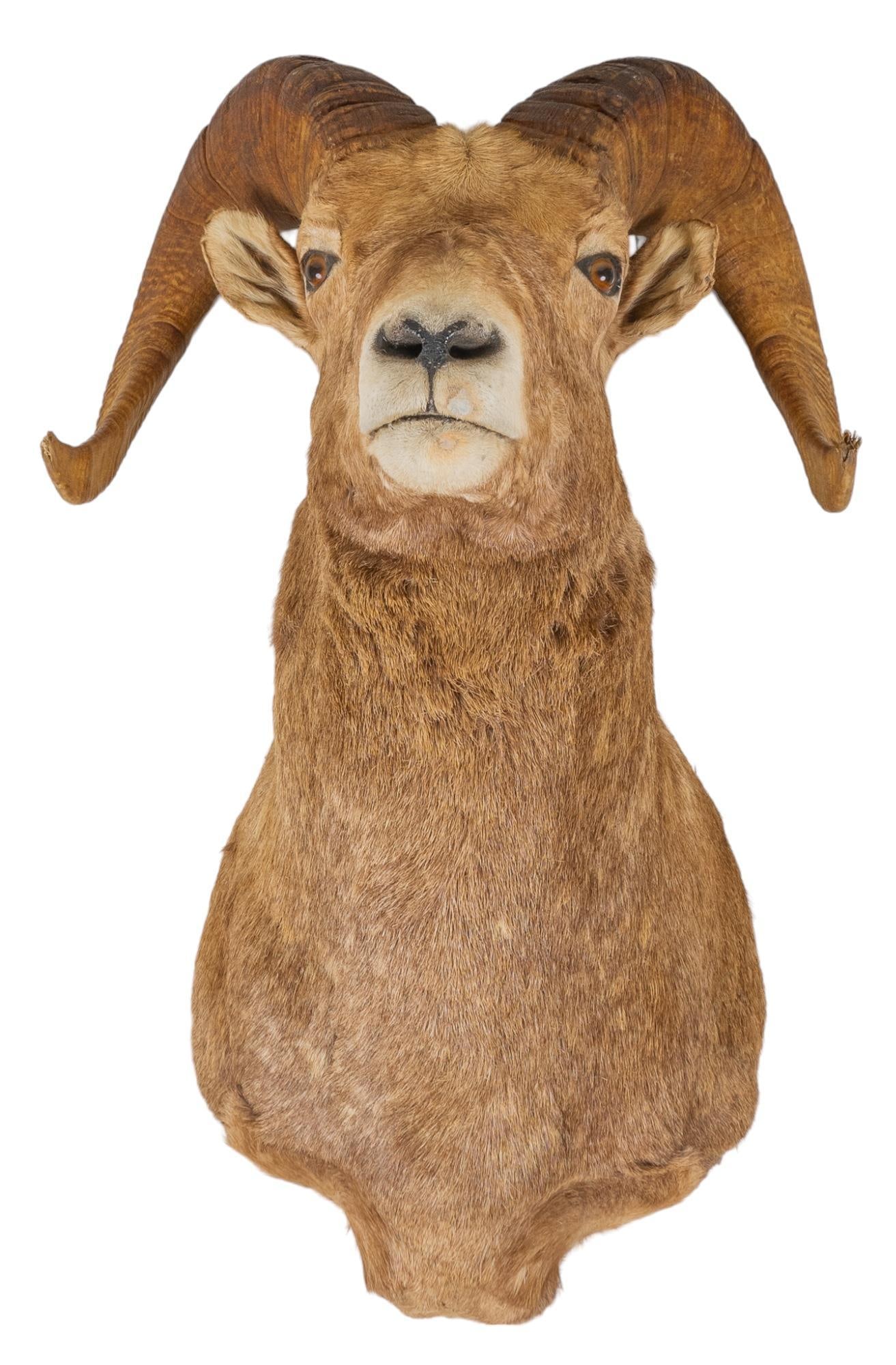Rocky Mountain Big Horn Sheep Shoulder Mount (1 of 4)