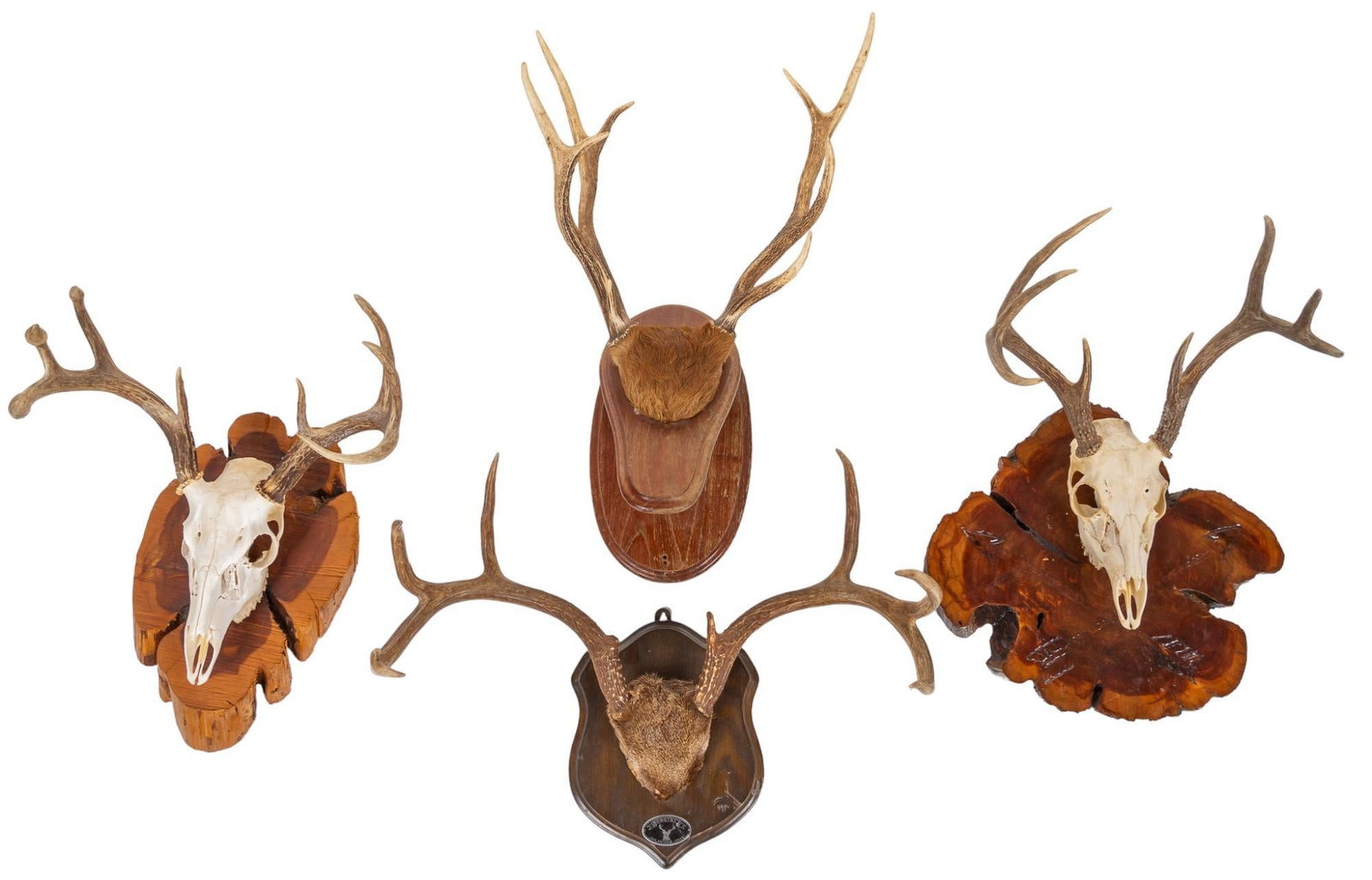 (4) Antler and Skull Plaque (1 of 9)