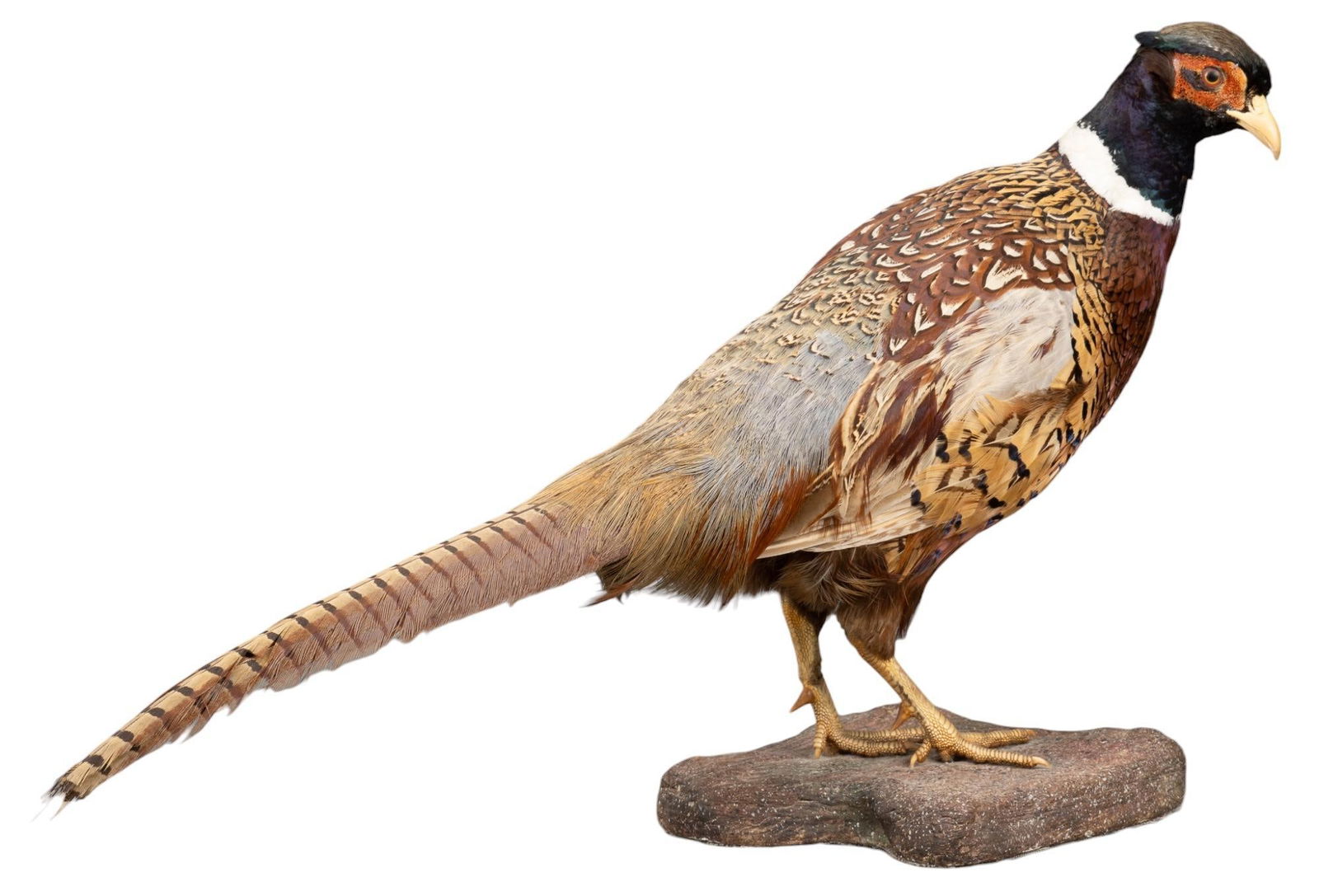 Ring Necked Pheasant (1 of 6)