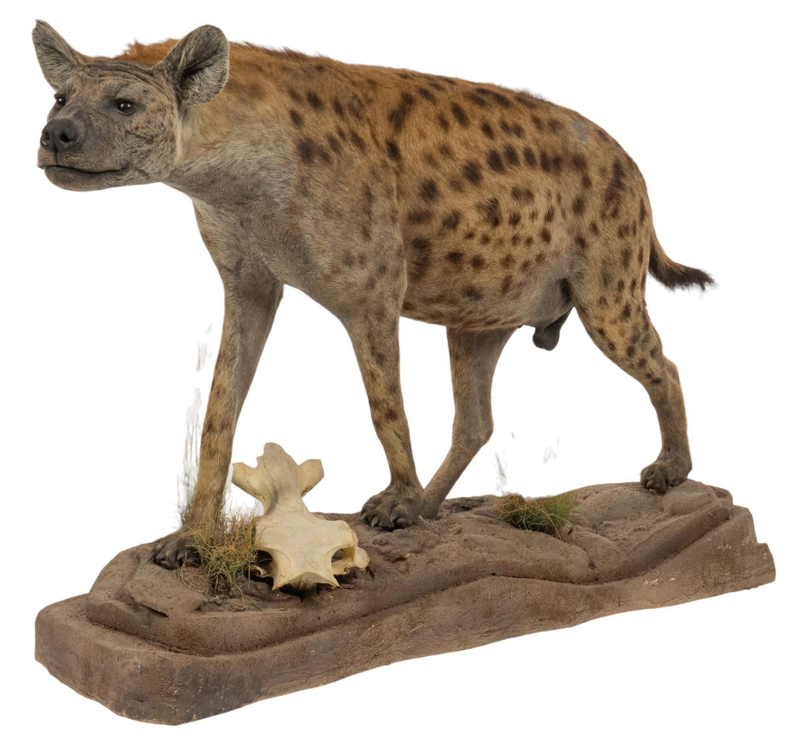 Full Body  Spotted Hyena Mount (1 of 13)