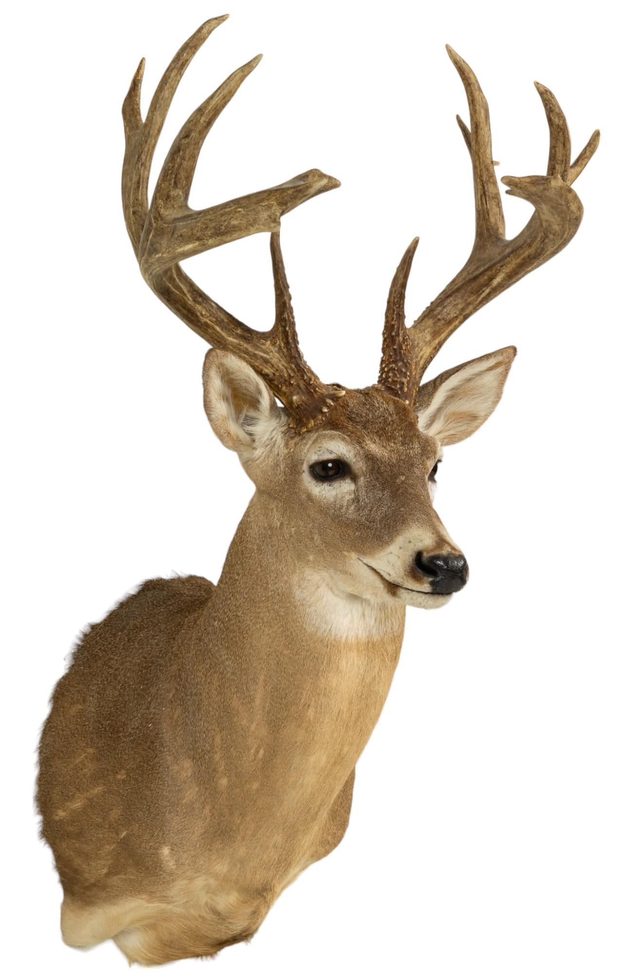 White Tail Deer Shoulder Mount Auction