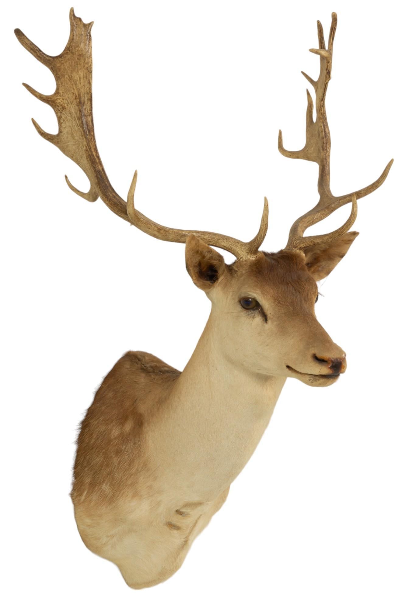 Fallow Deer Shoulder Mount (1 of 7)