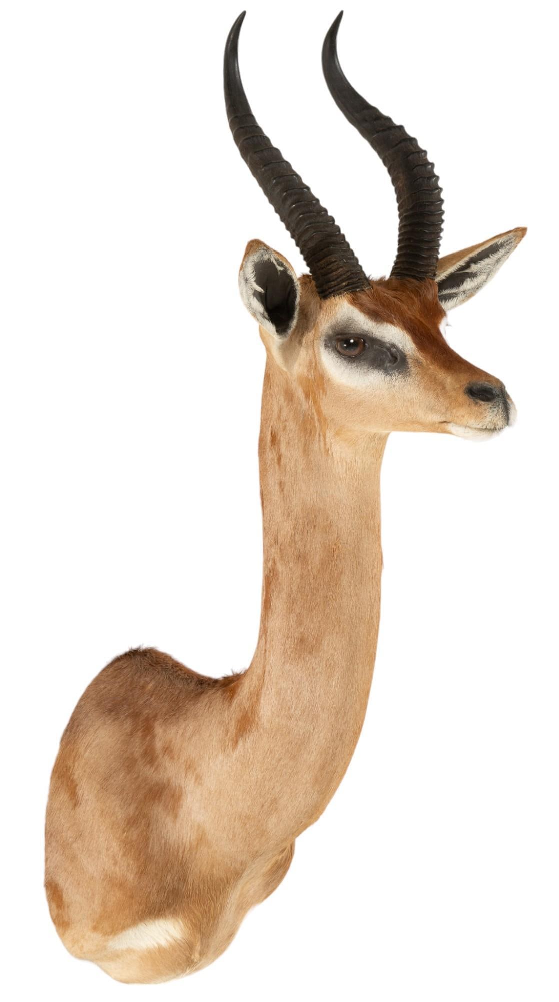 Gerenuk Shoulder Mount (1 of 8)