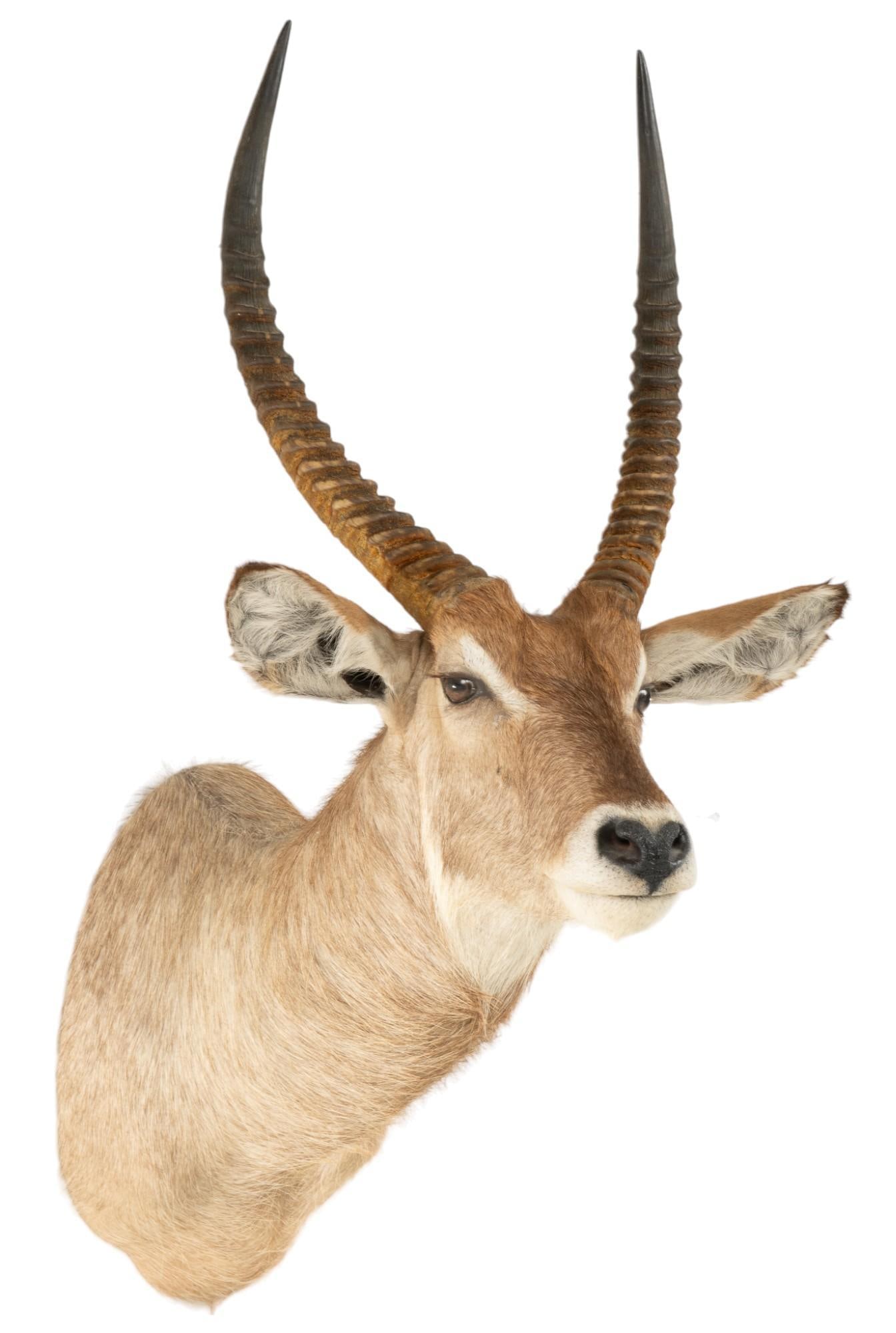 Waterbuck Shoulder Mount (1 of 8)