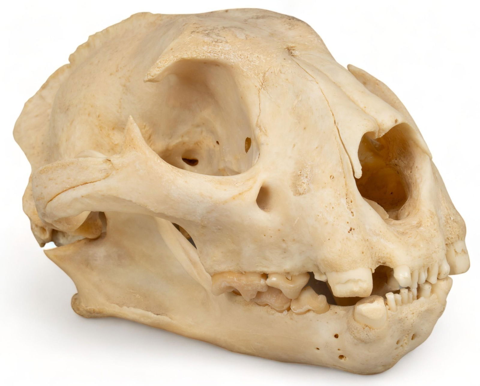 Bobcat Skull Specimen (1 of 6)