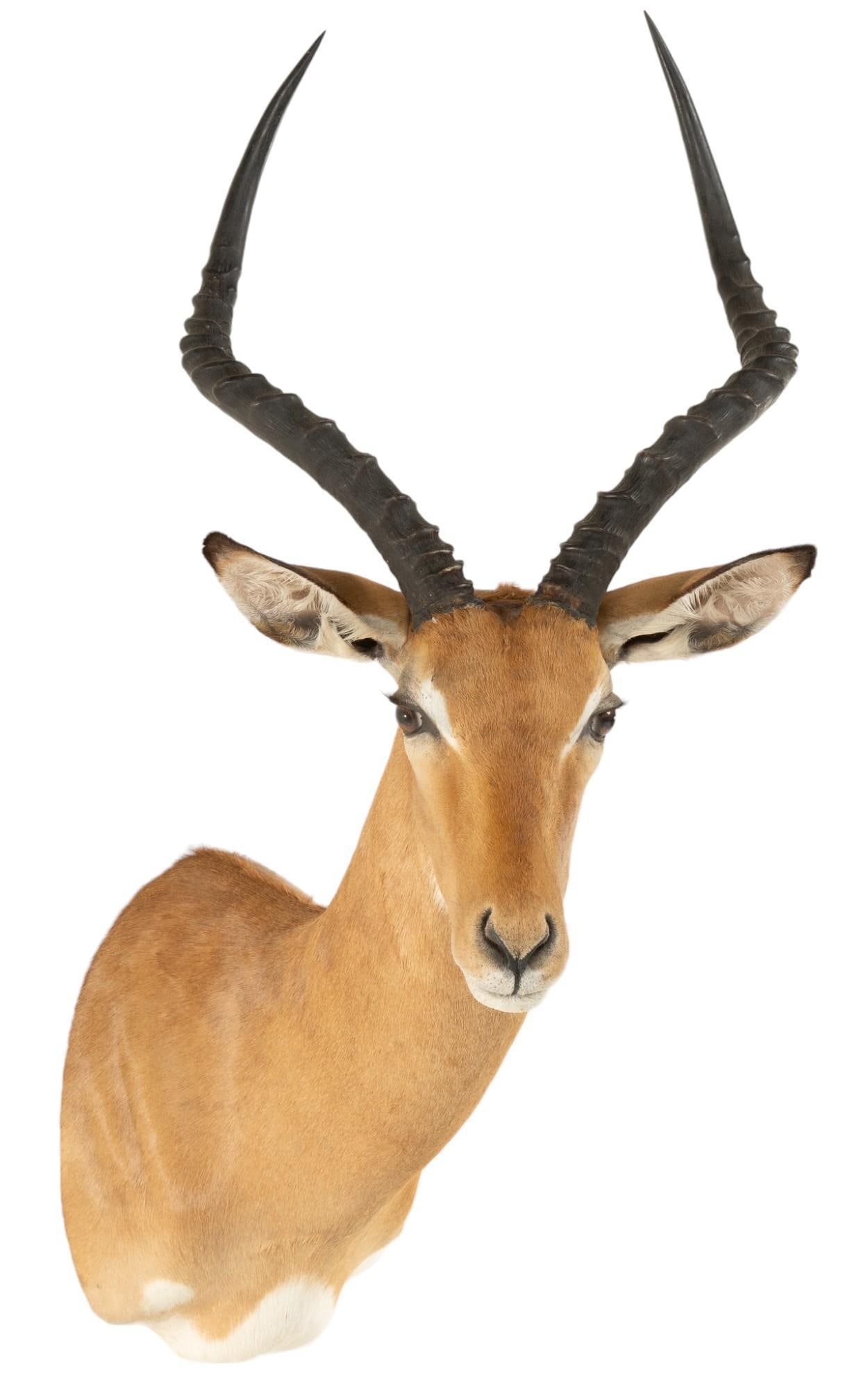 Impala Shoulder Mount (1 of 8)