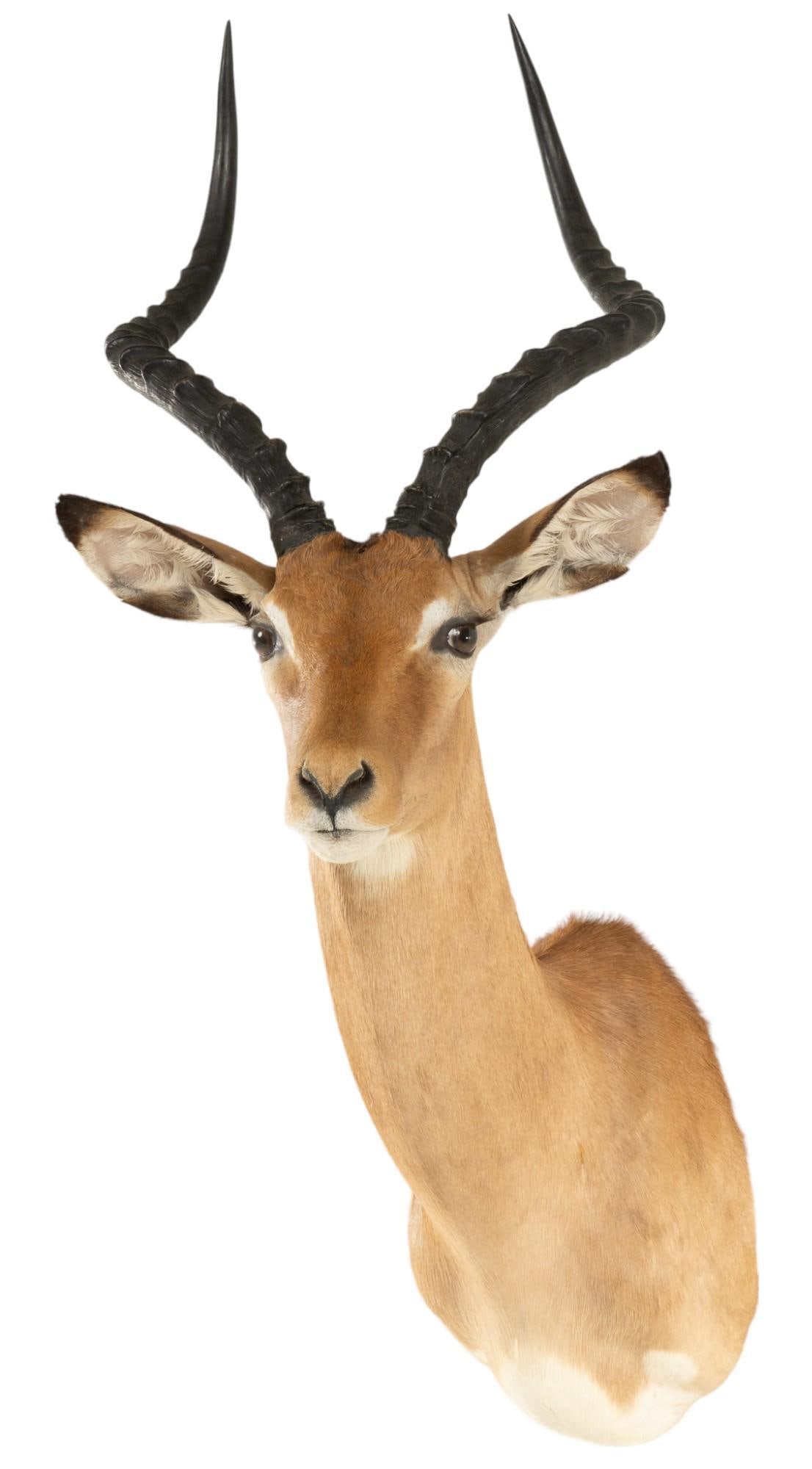 Impala Shoulder Mount (1 of 8)