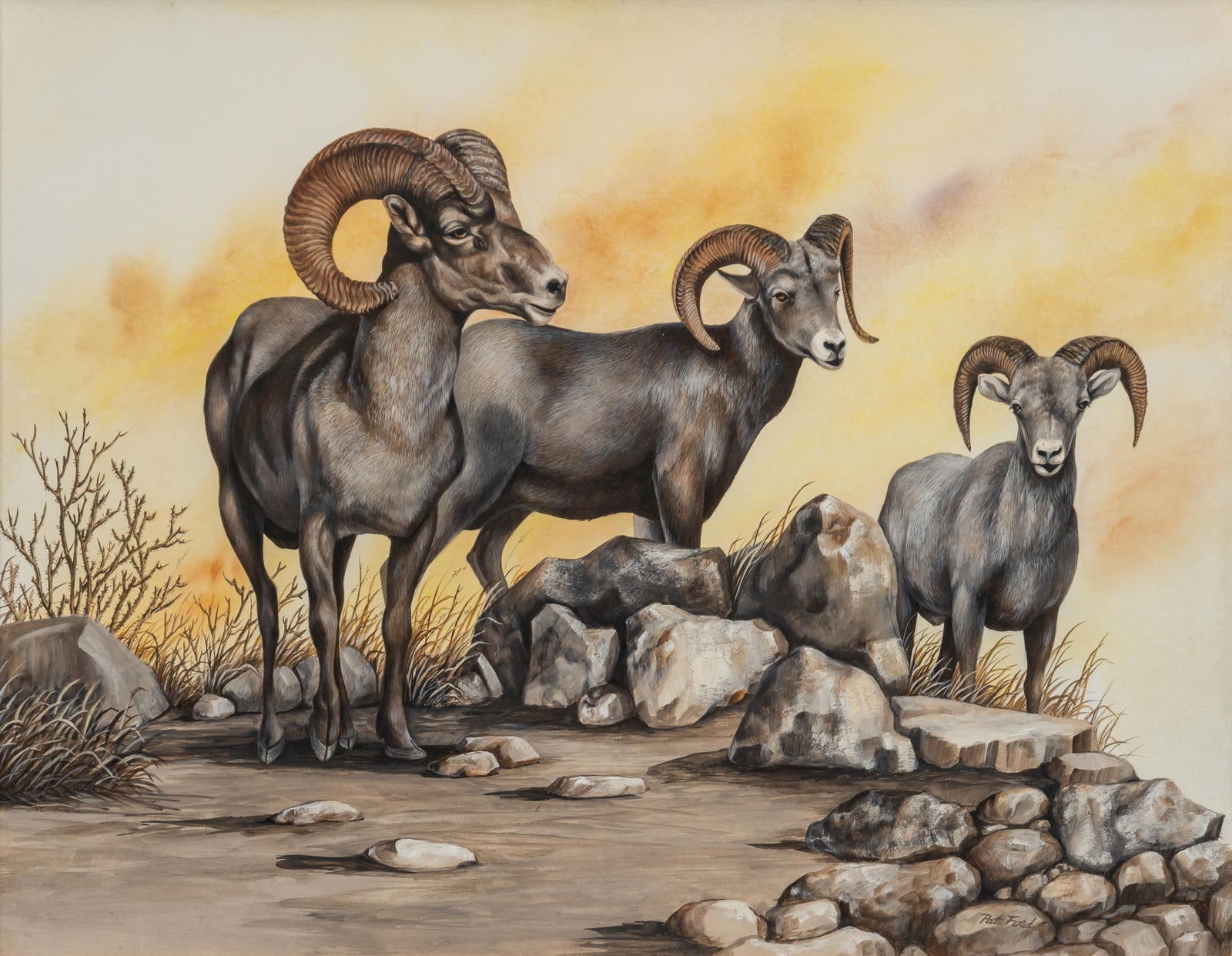 Pat Ford, Bighorn Sheep (1 of 4)