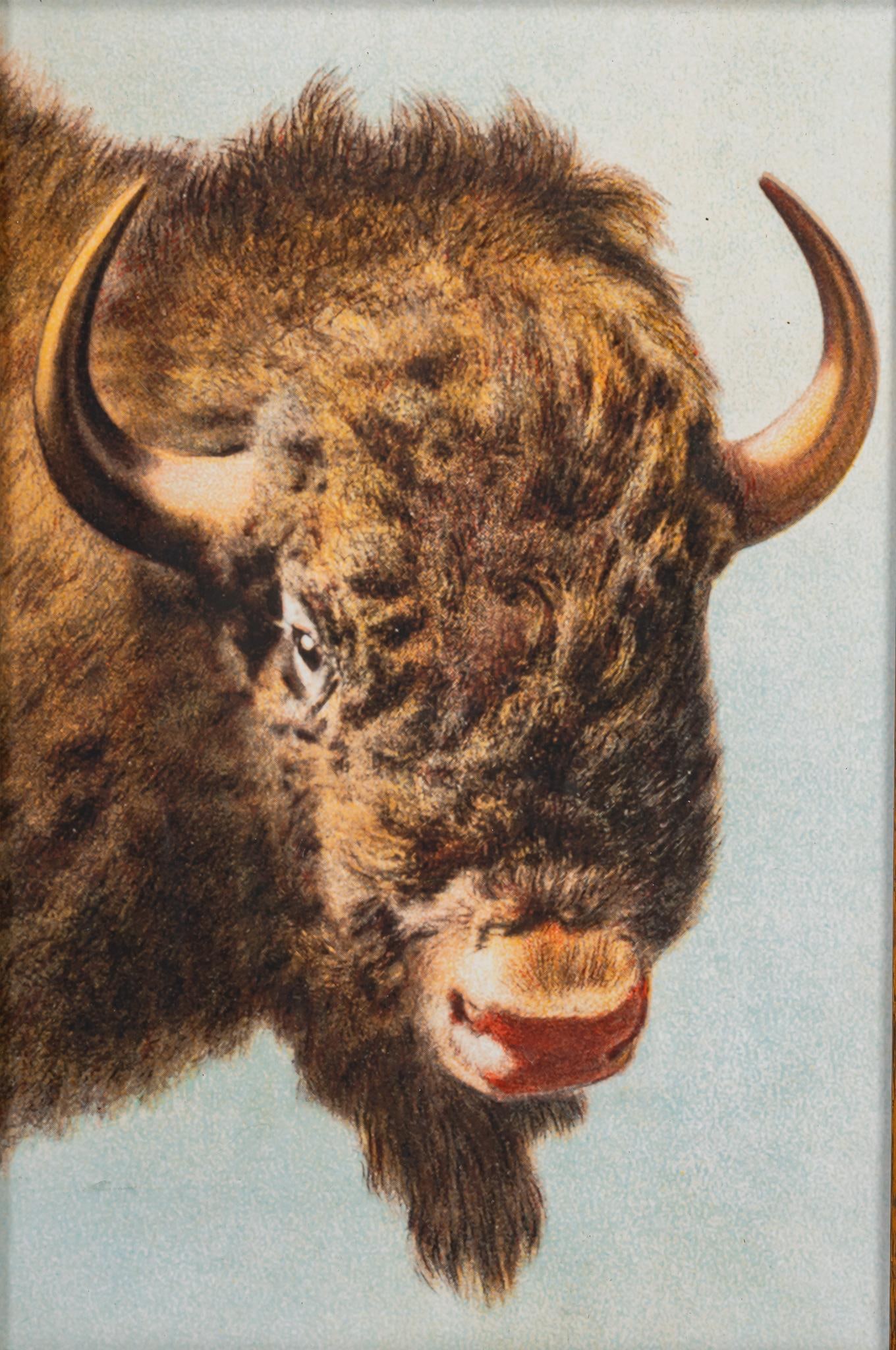 Wood Framed Buffalo Print (1 of 5)