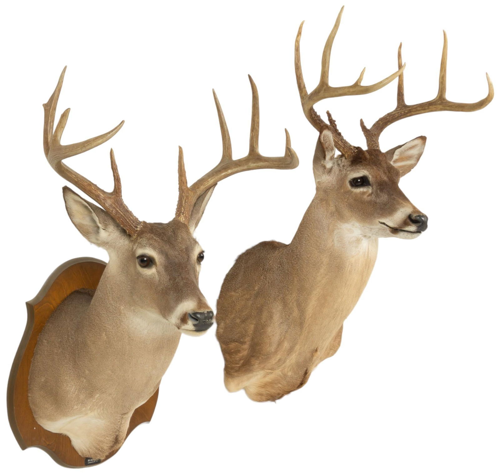 Pair of White Tail Deer Shoulder Mounts (1 of 7)