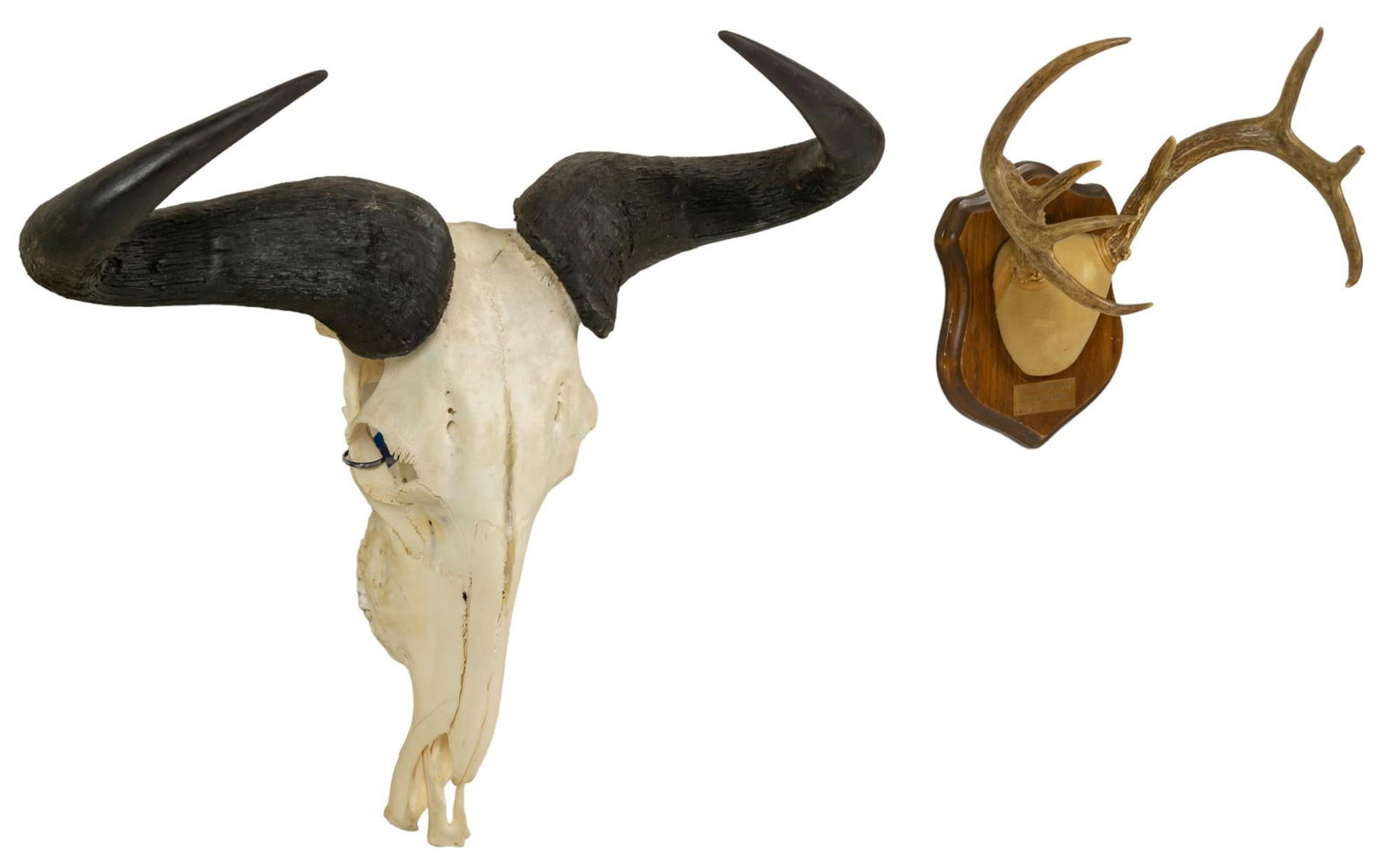 Black Wildebeest Skull Mount and White Tail Deer Skull Mount (1 of 20)