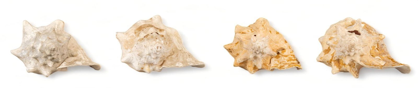 (4) Large Conch Shell Specimens (1 of 11)