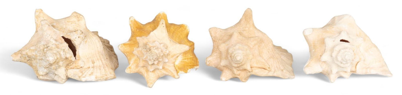 (4) Large Conch Shell Specimens (1 of 9)