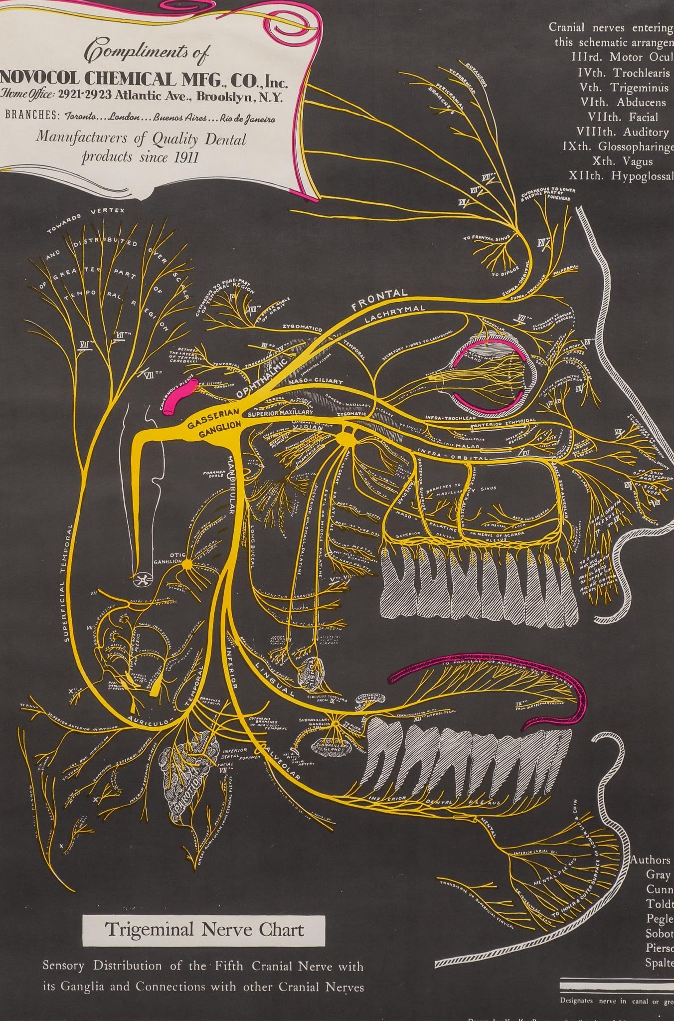 Vintage Framed Dental Chart: Vintage frame chart depicting a map of the tregeminal nerve system of the human face, produced by Novocal Chemical Manufacturing Company (New York) height 32.5 in. x width 26.5 in. Property from the p