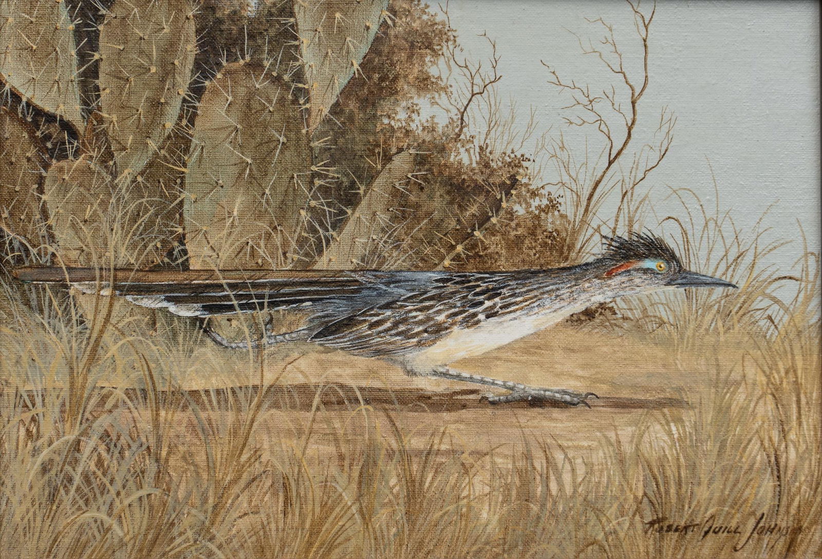 Robert Quill Johnson, Roadrunner in Cactus (1 of 5)