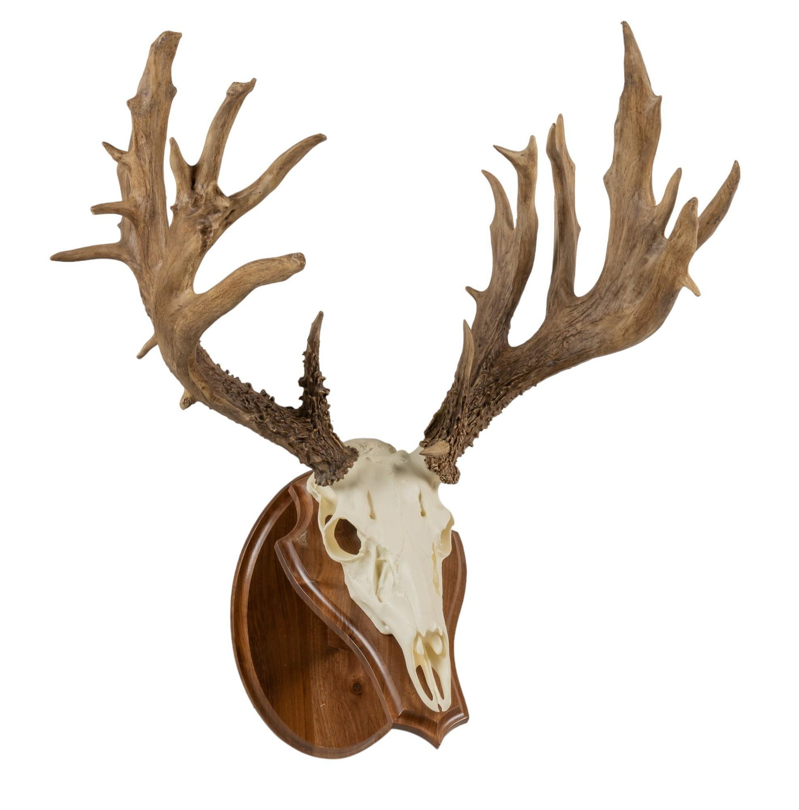 Non Typical Whitetail Deer Skull Mount: Non Typical Whitetail deer skull mount on wooden base height 32 in. x width 27 in. x depth 19 in. Provenance: Property from the monumental lifetime collection of a distinguished Dallas, Texas business