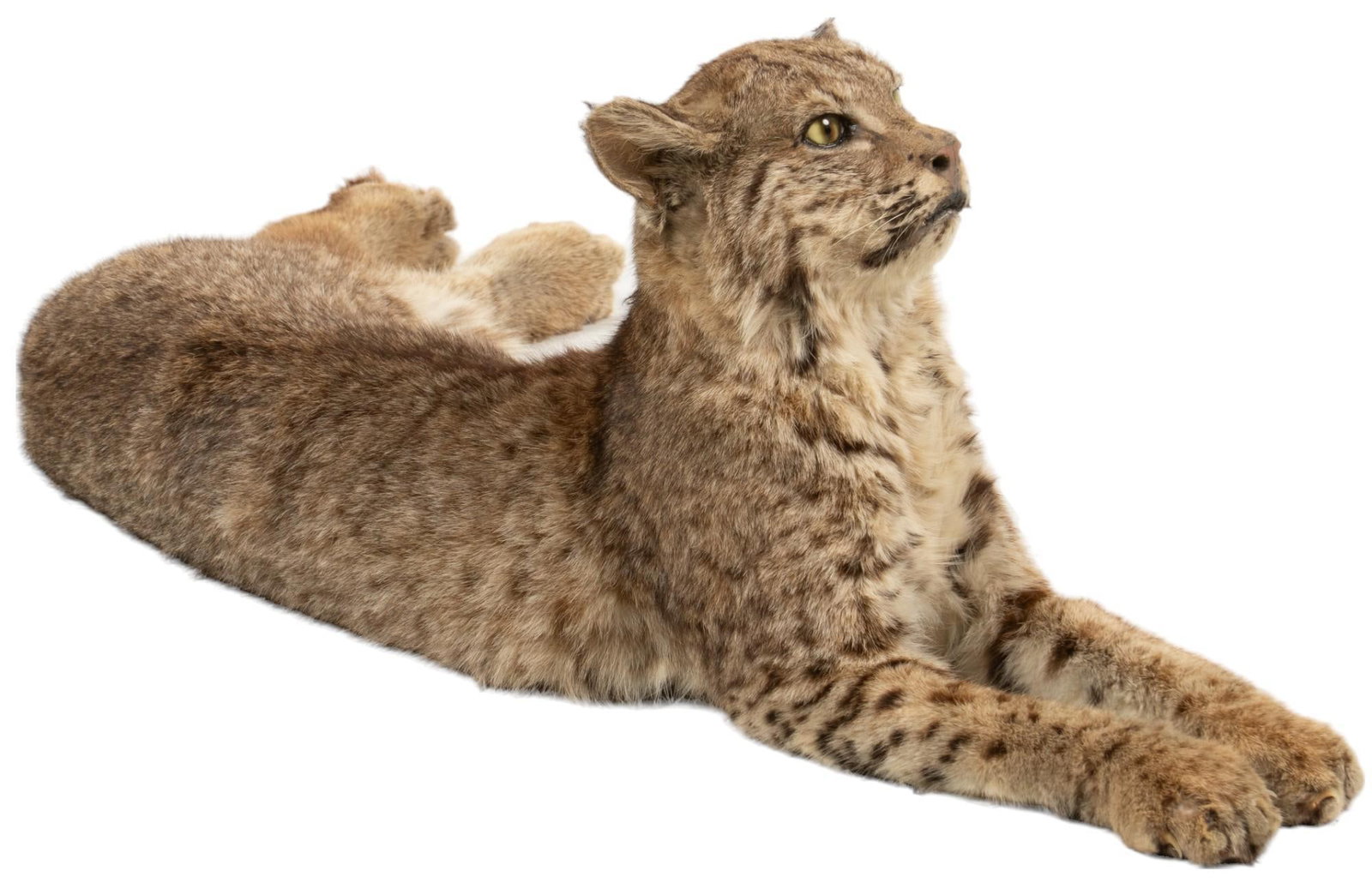 Full Body Bobcat Taxidermy: Full body bobcat taxidermy height 10 in. x width 26 in. x depth 14 in. Provenance: Property from the state of a San Antonio, Texas gentleman Shipping available for this lot through our partner 4CL; pl