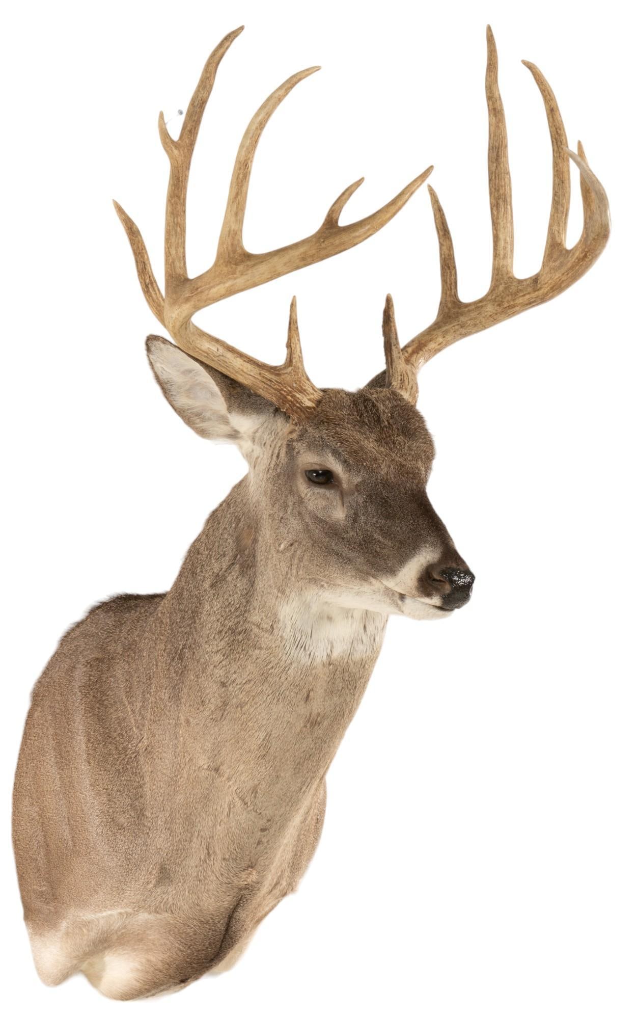 Whitetail Deer Shoulder Mount: Whitetail deer shoulder mount height 44.5 in. x width 20 in. x depth 24 in. Provenance: Property from the monumental lifetime collection of a distinguished Dallas, Texas business leader and ranch owne