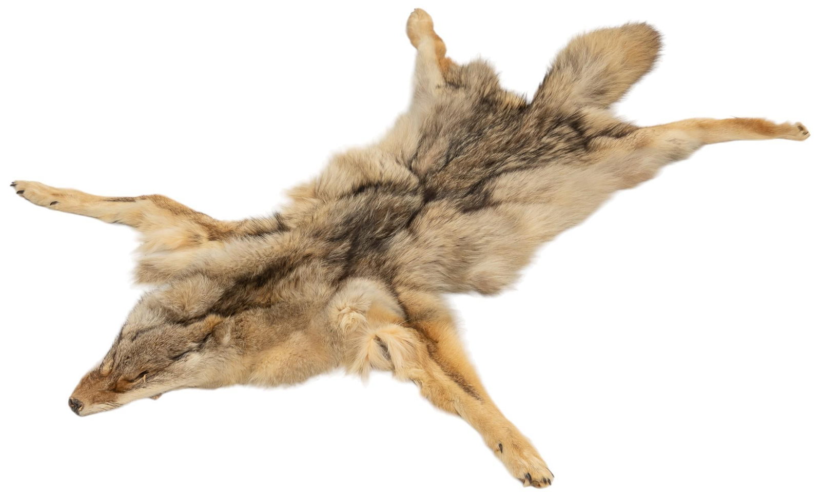 Coyote Pelt: Coyote pelt 4 ft. 2 in. x 3 ft. 1 in. Provenance: Property from the monumental lifetime collection of a distinguished Dallas, Texas business leader and ranch owner. Shipping available for this lot thr