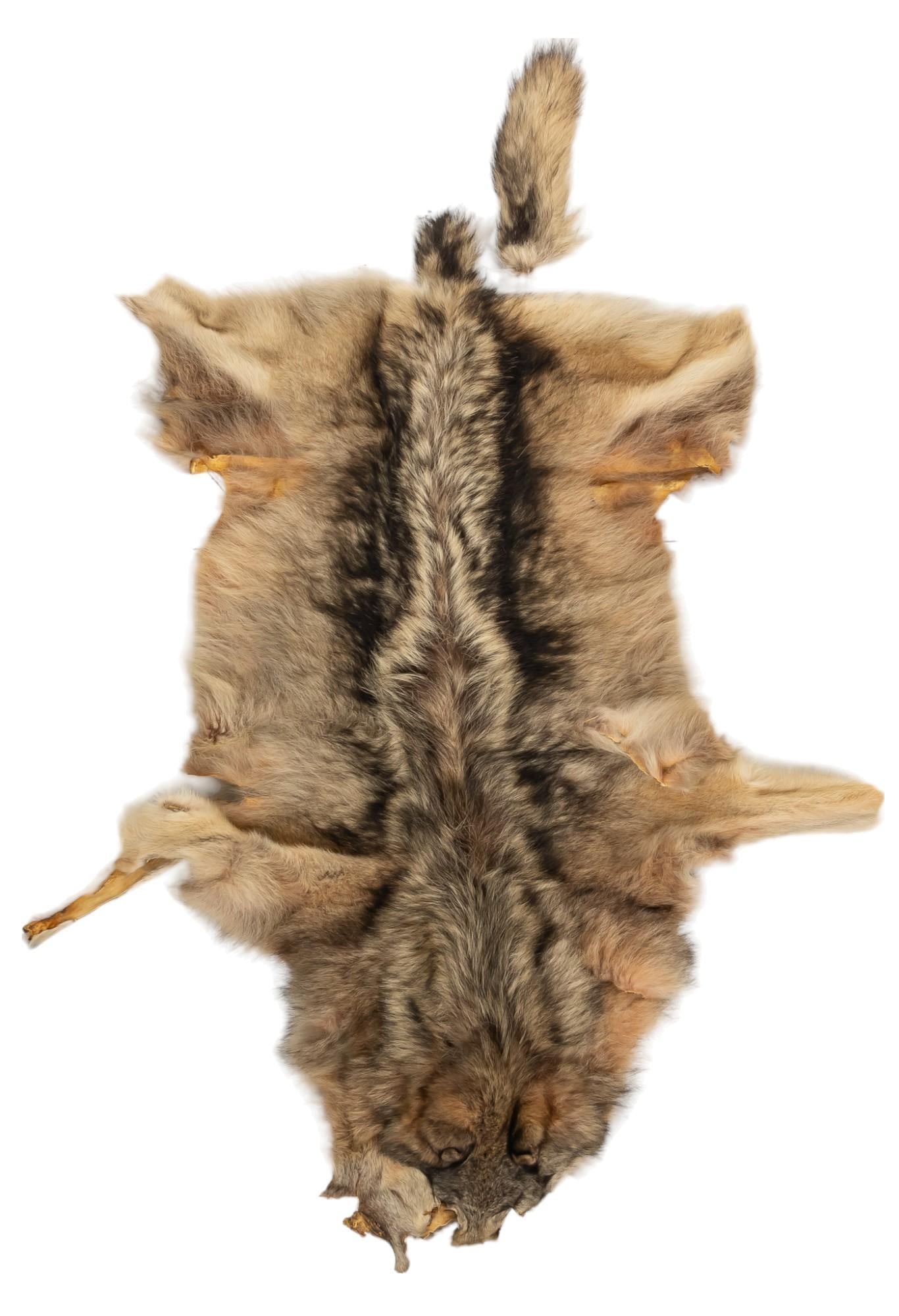 Coyote Pelt: Coyote Pelt 5 ft. 6 in. x 4 ft. Condition: Tail not attached Provenance: Property from the monumental lifetime collection of a distinguished Dallas, Texas business leader and ranch owner. Shipping