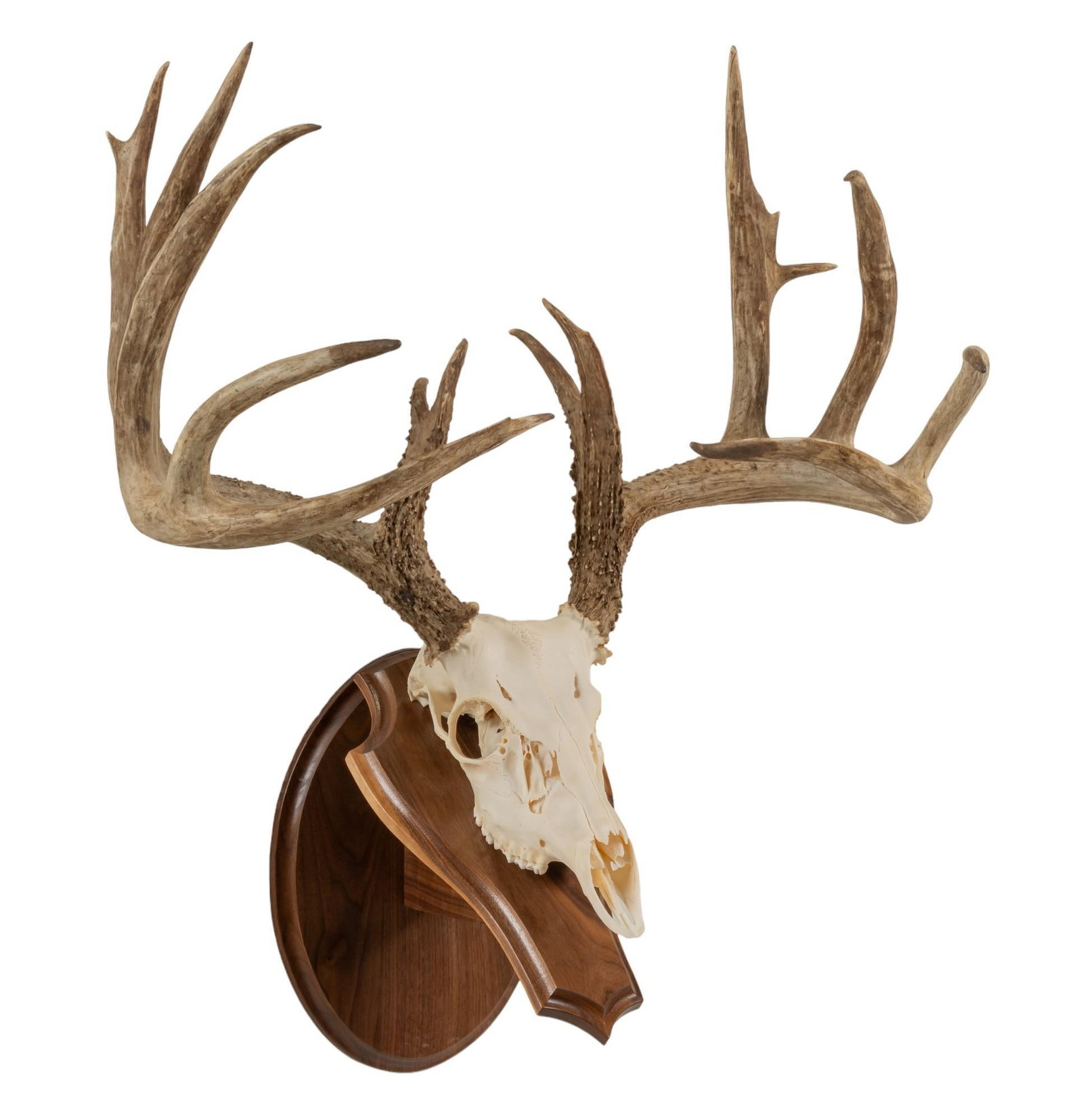 Whitetail Deer Skull Mount: Whitetail deer skull mount on wooden base height 31 in. x width 25 in. x depth 17 in. Provenance: Property from the monumental lifetime collection of a distinguished Dallas, Texas business leader and 