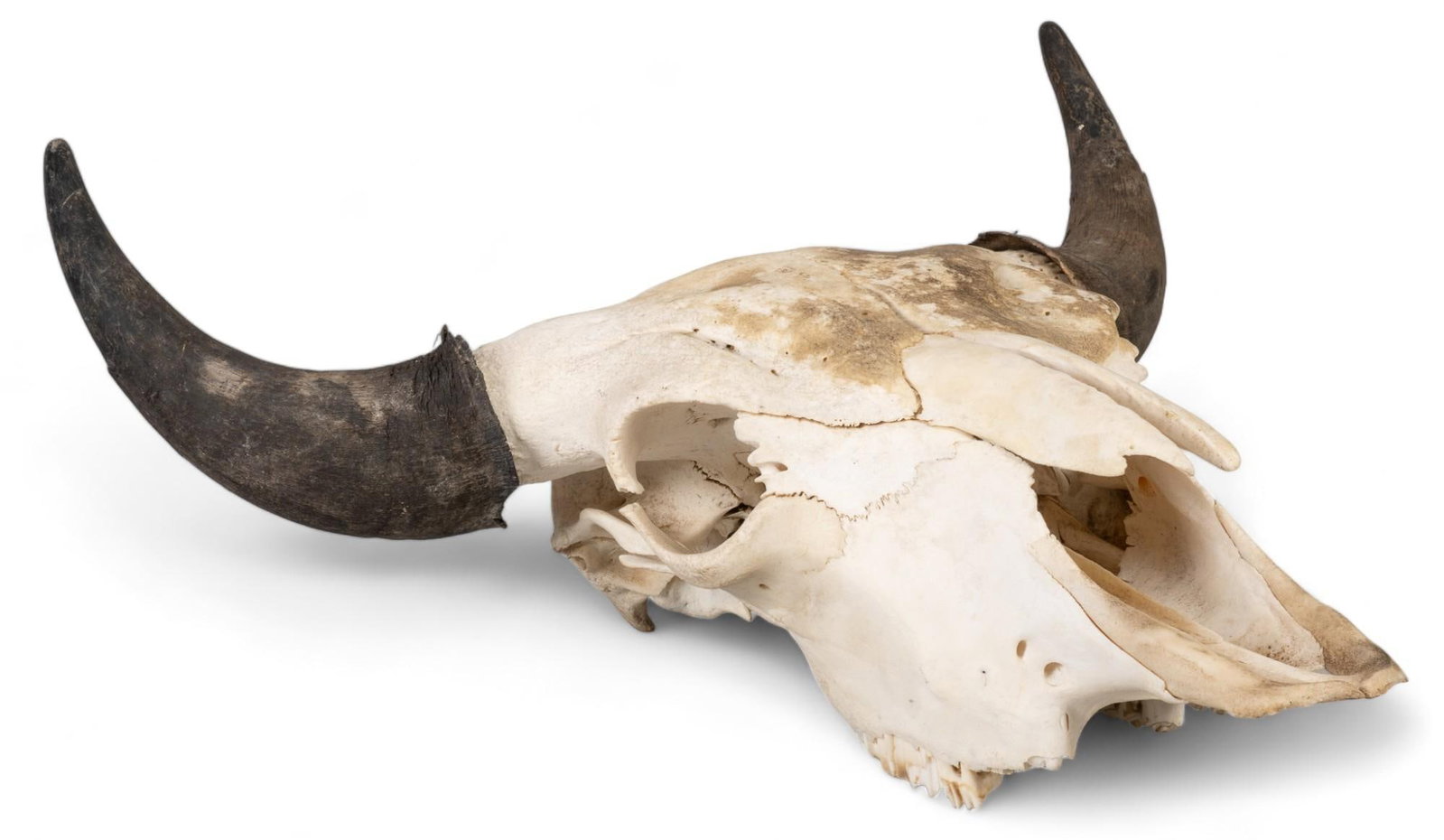 Horned Buffalo Skull: Horned buffalo skull height 20 in. x width 23 in. x depth 9.5 in. Shipping available for this lot through our partner 4CL; please request a shipping quote at shipping@vogtauction.com or 210-971-57